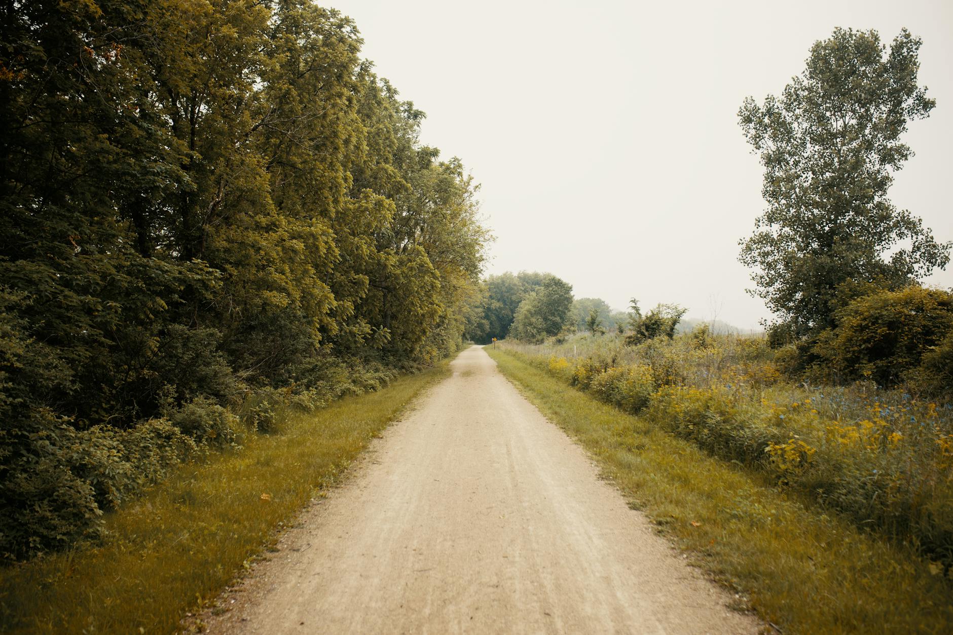 Multiple Pathways in Action: How Systemic Health Connects to Brain Decline