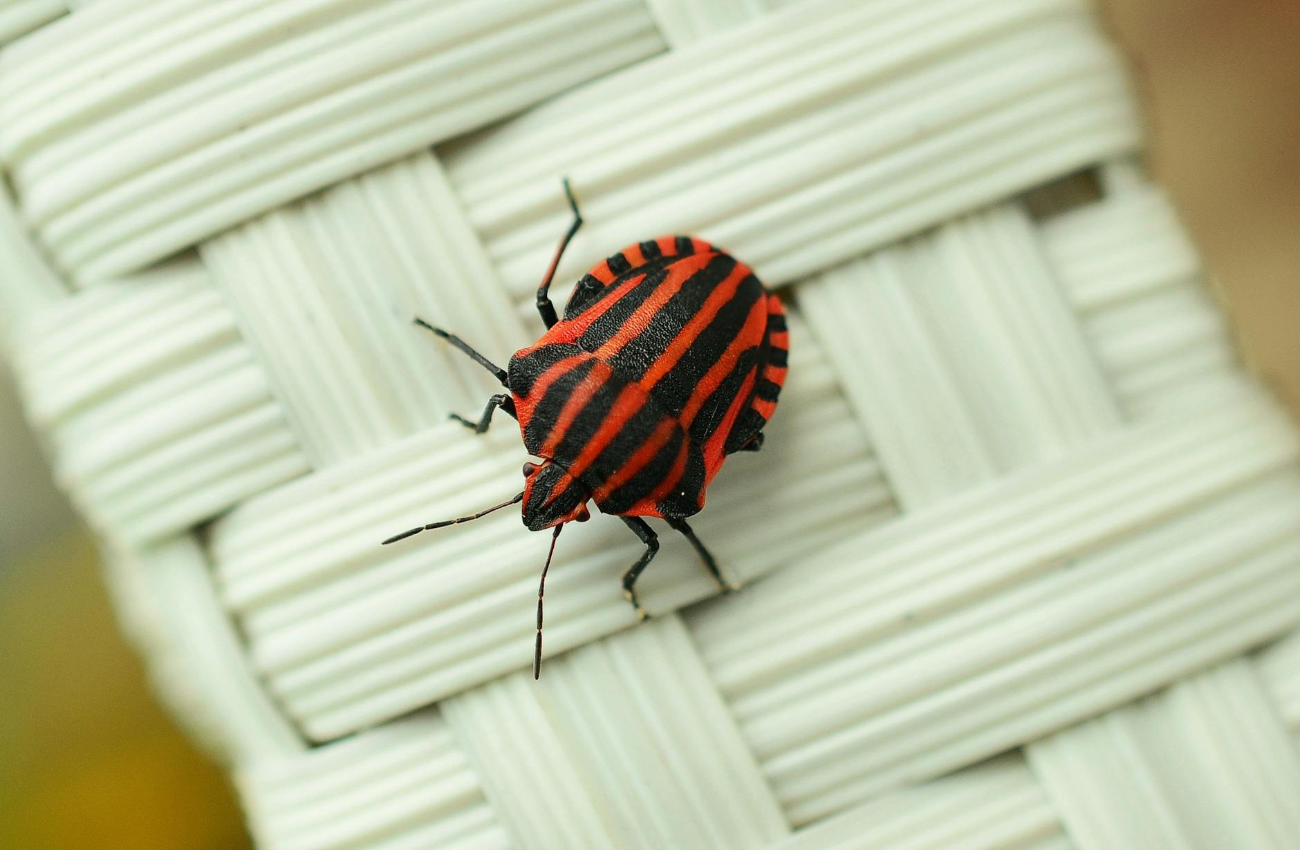 Progressing Beyond Dead Bugs: When and How to Advance