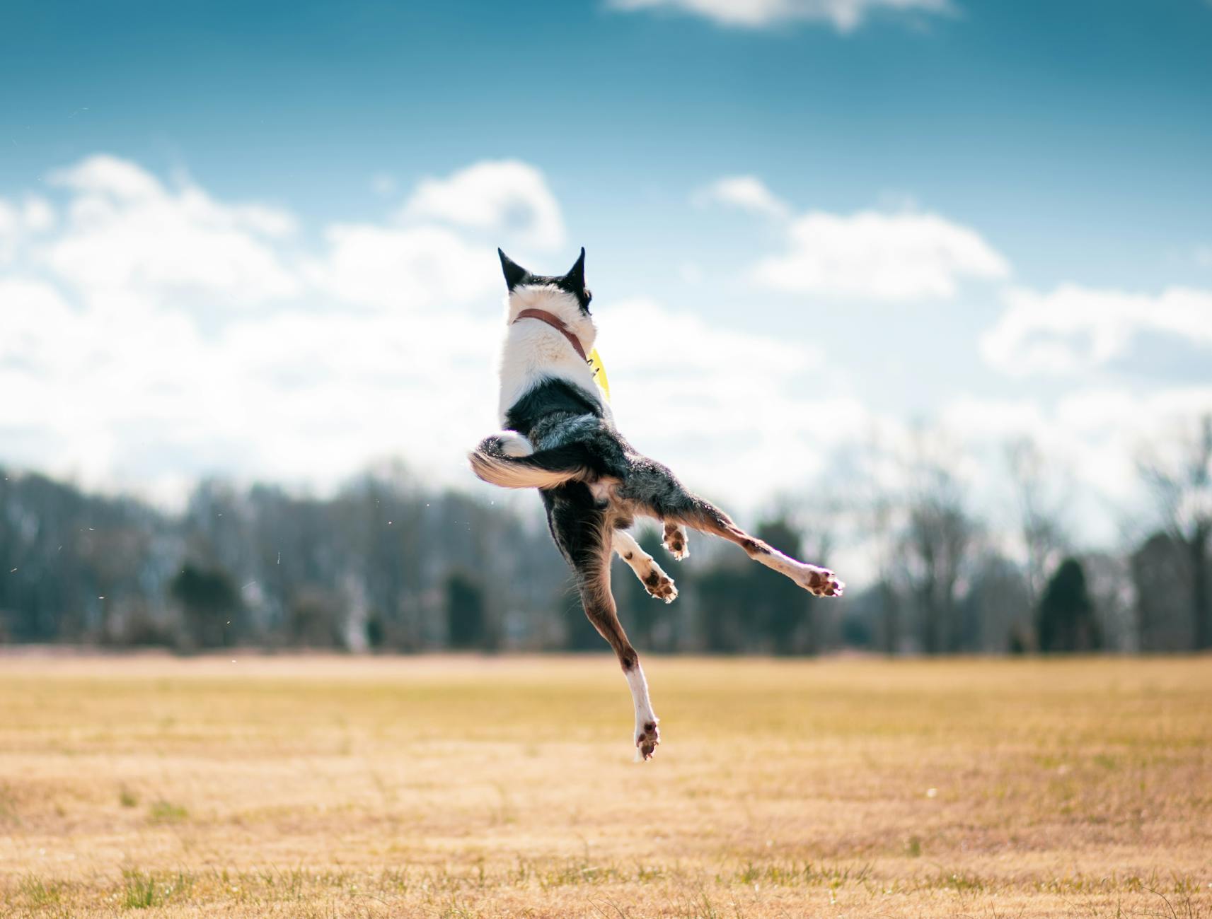Progressive Strengthening—Bird Dogs and Modified Planks