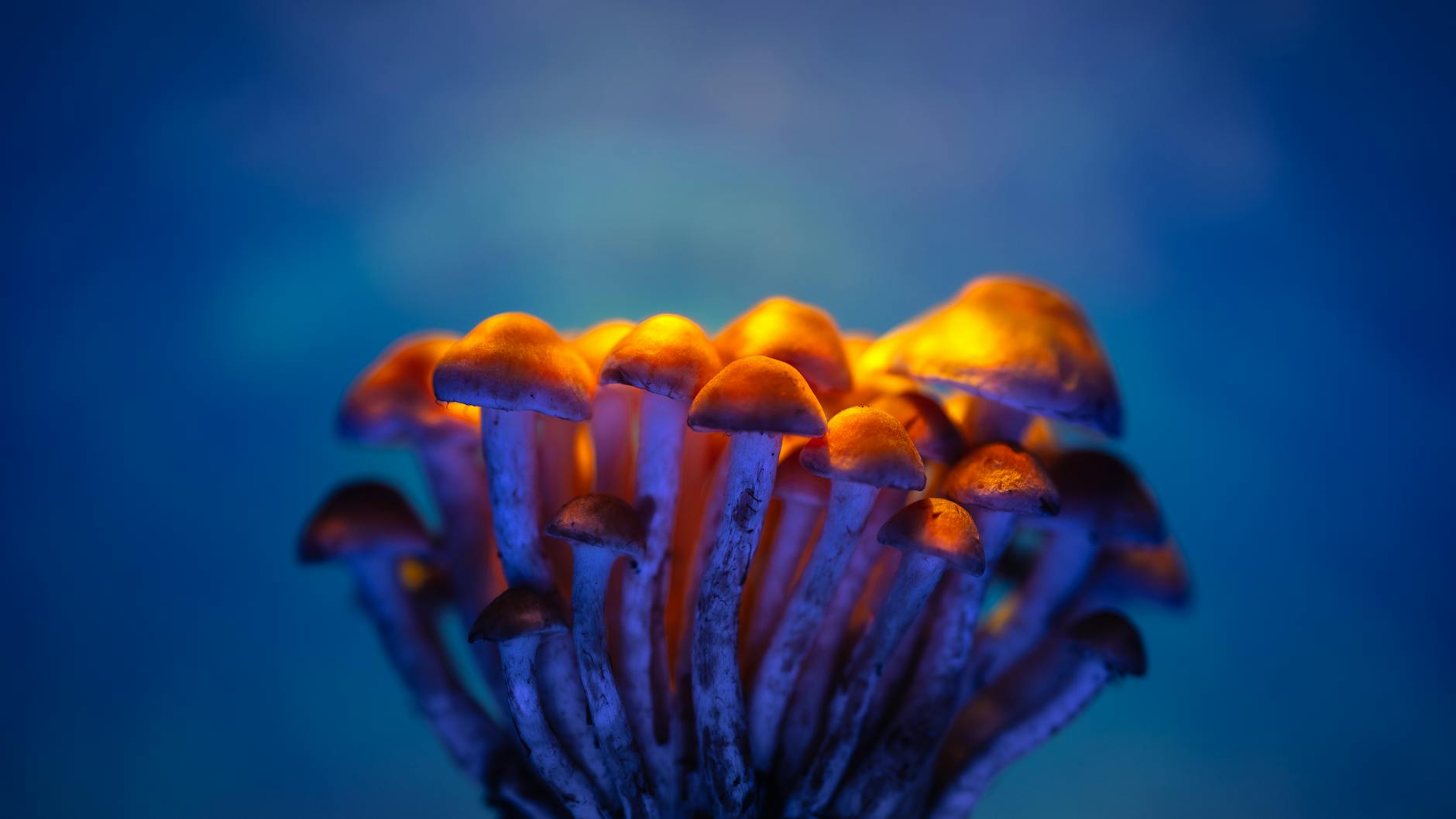 Psilocybin for Treatment-Refractory OCD — Rapid Results With Important Caveats