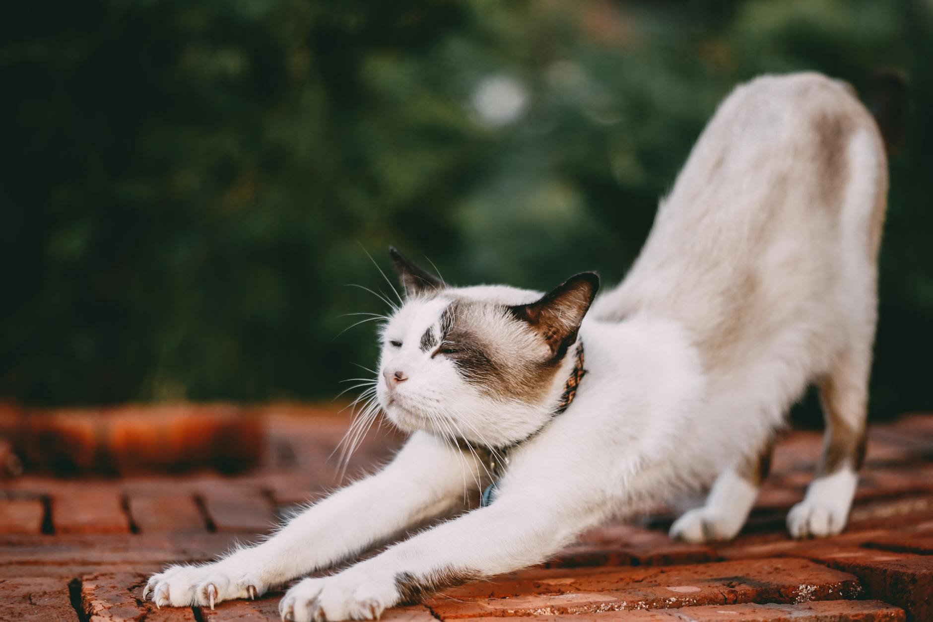 Range of Motion and Flexibility—Why Cat-Cow and Mobility Matter