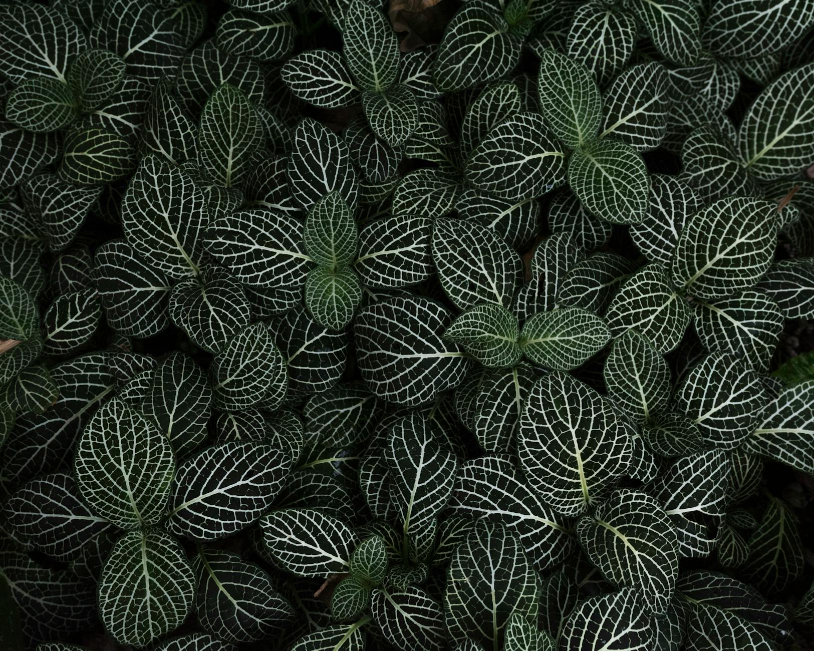 Spinal Stenosis and Nerve Compression—When the Canal Narrows