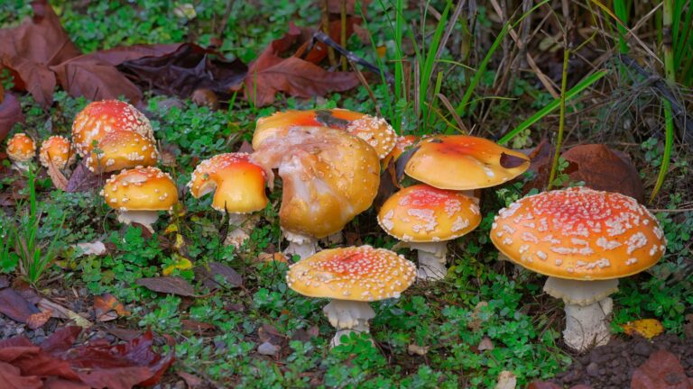 Systemic Fungal Infections Are Rising — And the Drugs Are Struggling to Keep Up - Featured image