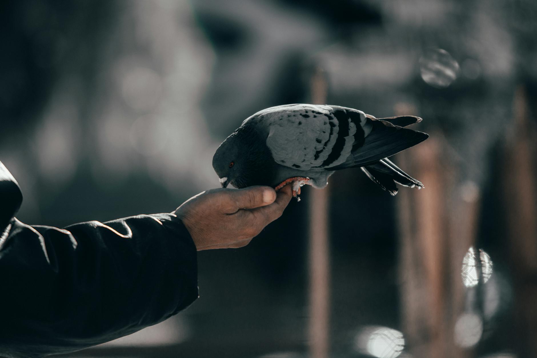 The Bird Dog and Dead Bug for Integrated Core Control