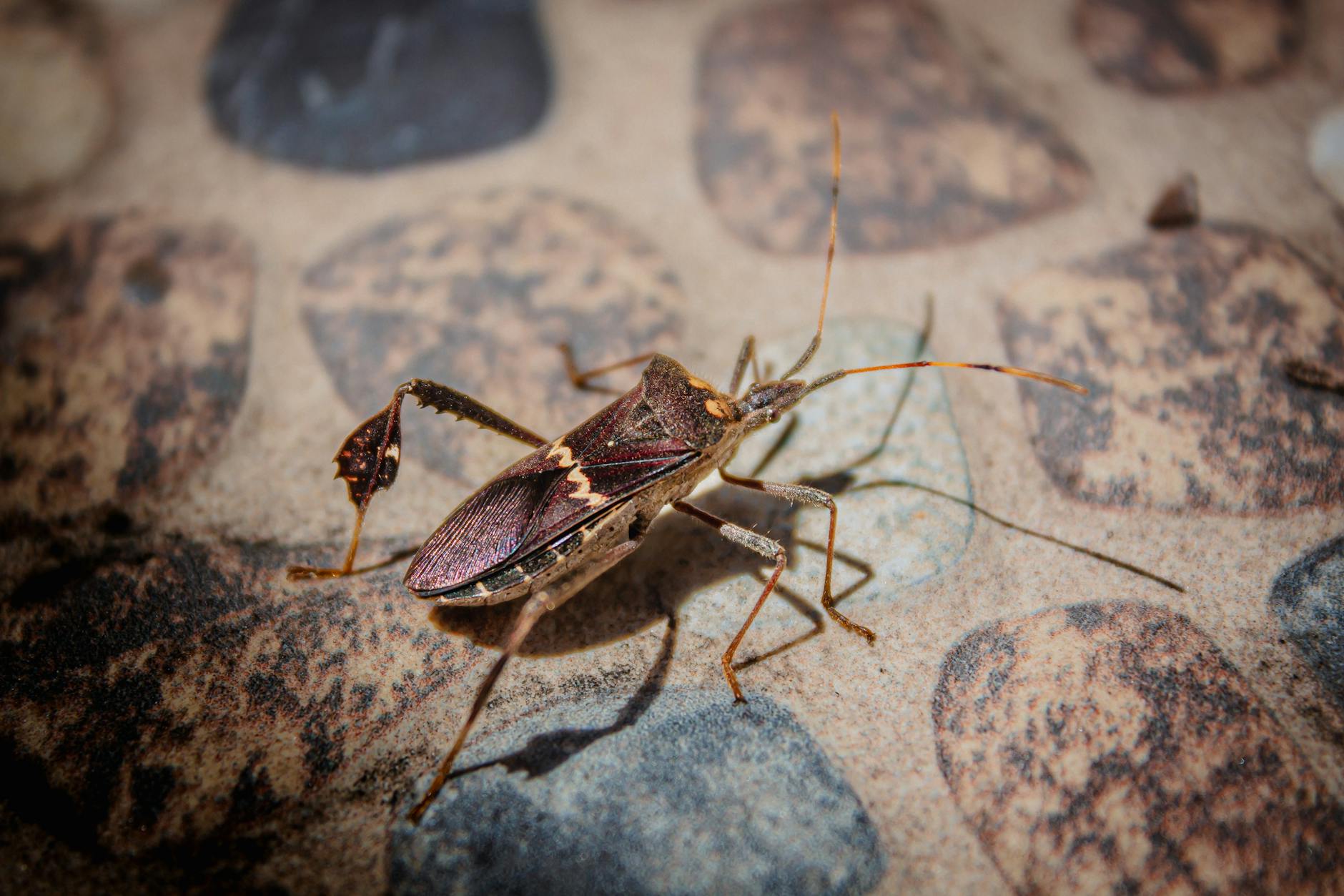 The Bird-Dog and Dead Bug — Training the Deep Stabilizers That Protect Your Spine