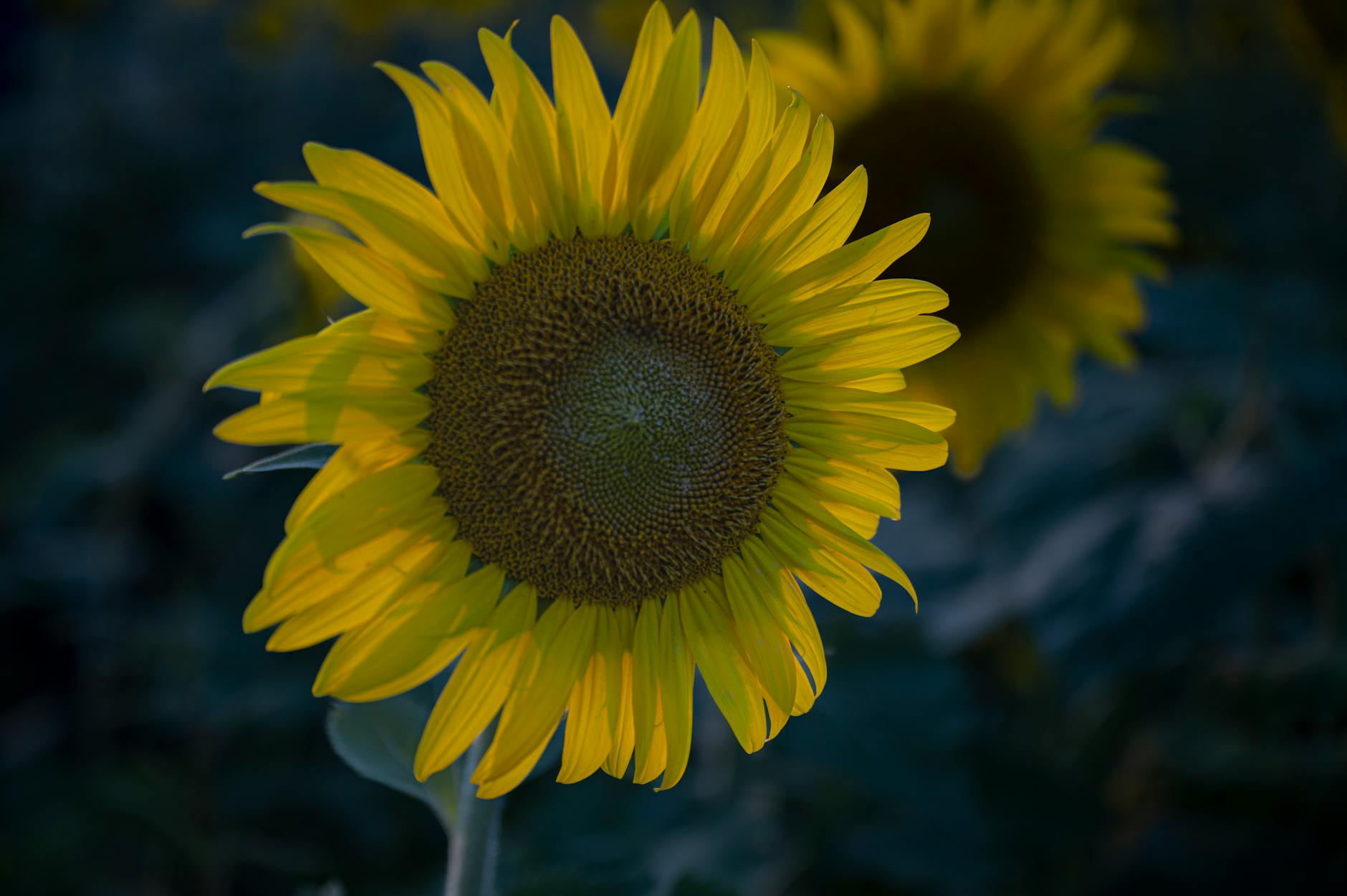 The Hidden Serotonin Problem in Melatonin Supplements