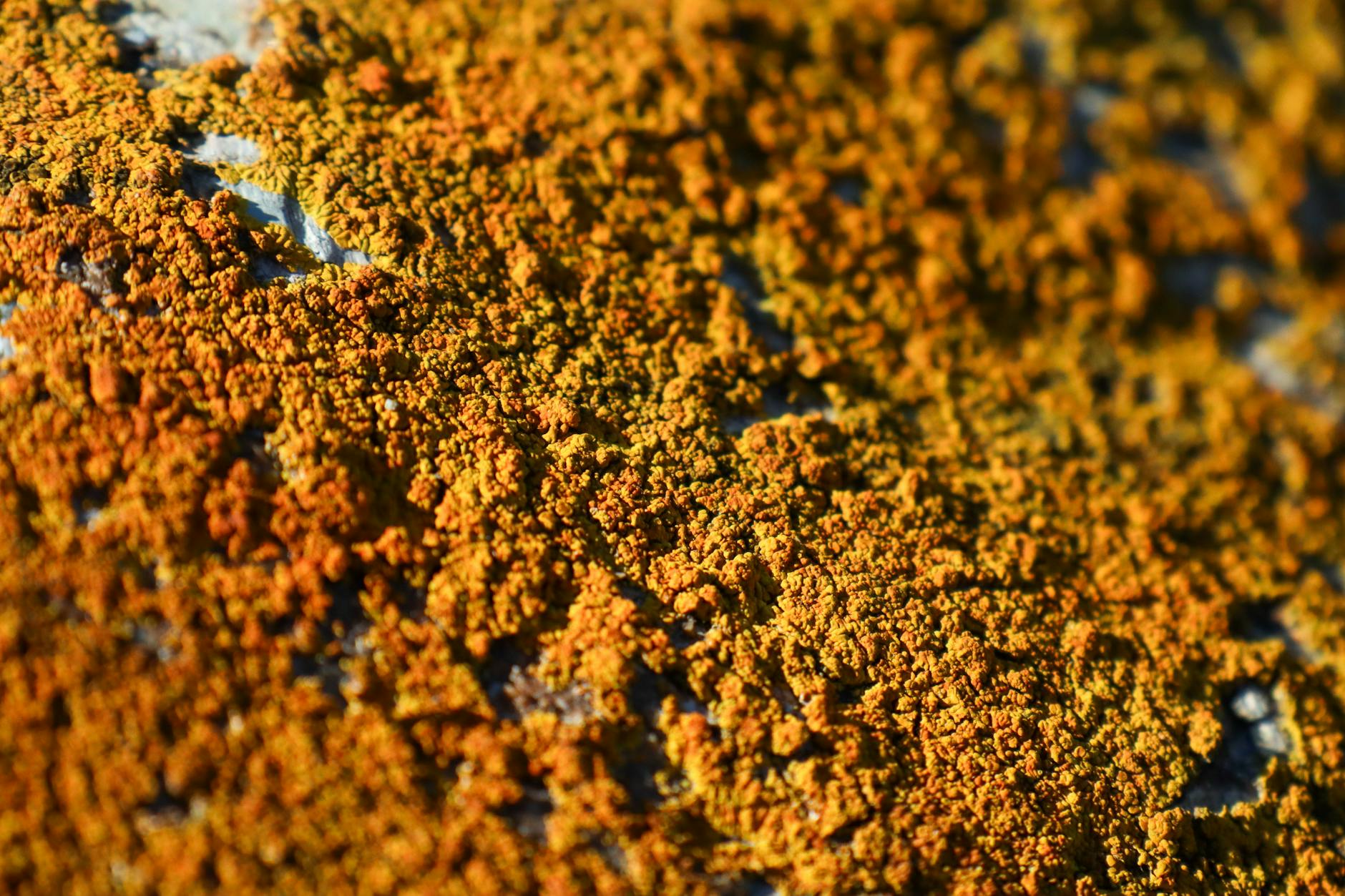 The Persistence Problem — Biofilms, L-Forms, and Why Borrelia Is Hard to Eradicate