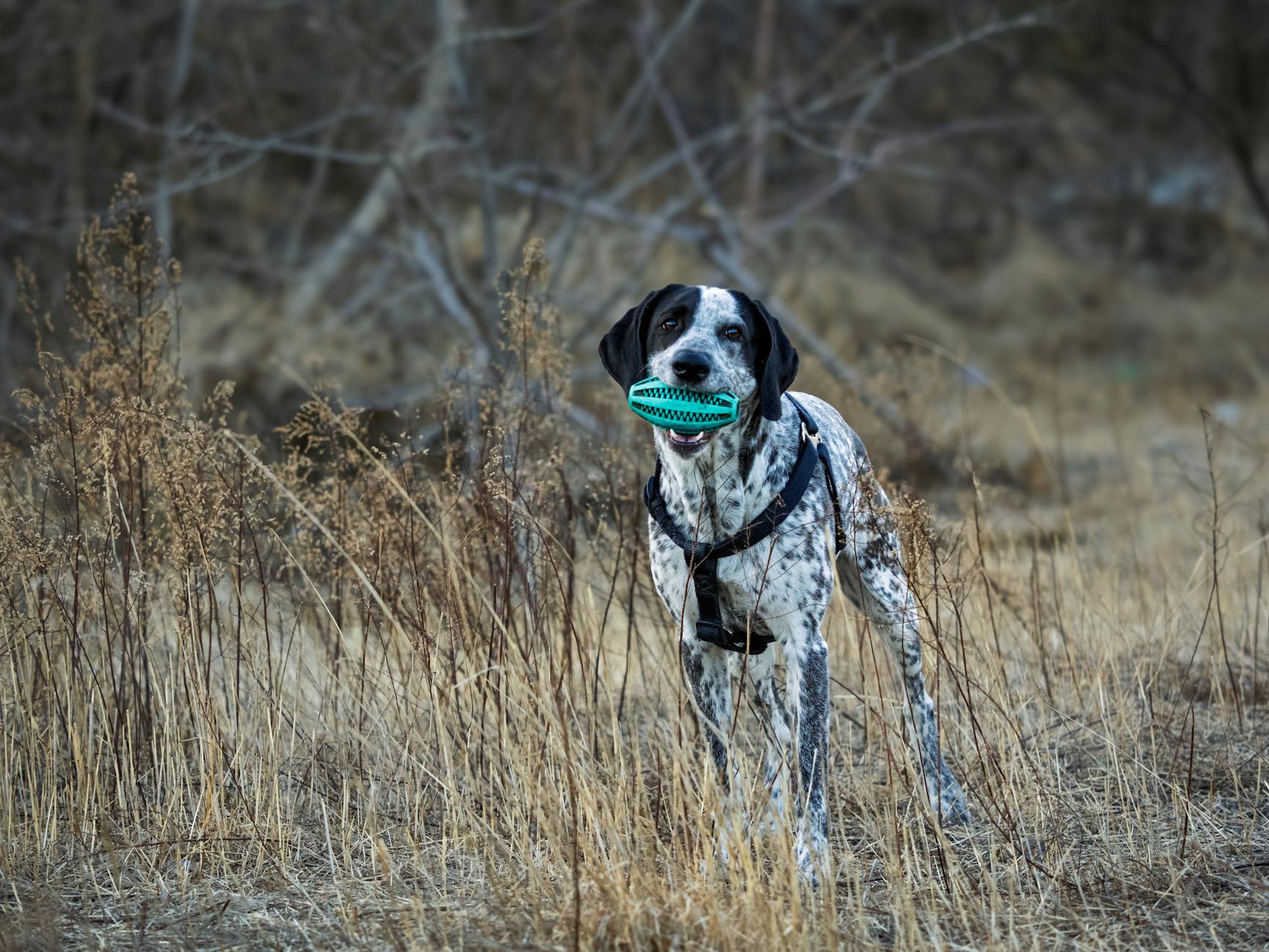 The Stability Challenges—Bird Dogs and Dead Bugs