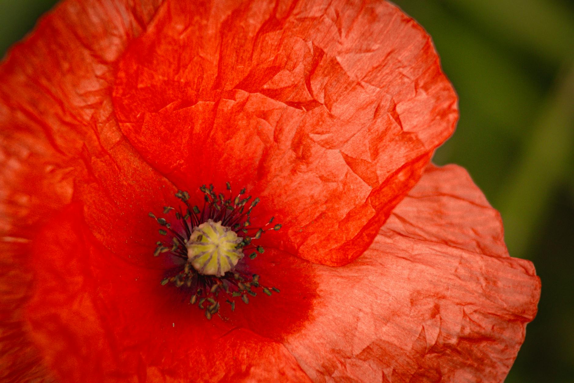 What Are the Core Funeral Expenses for Someone with Dementia?