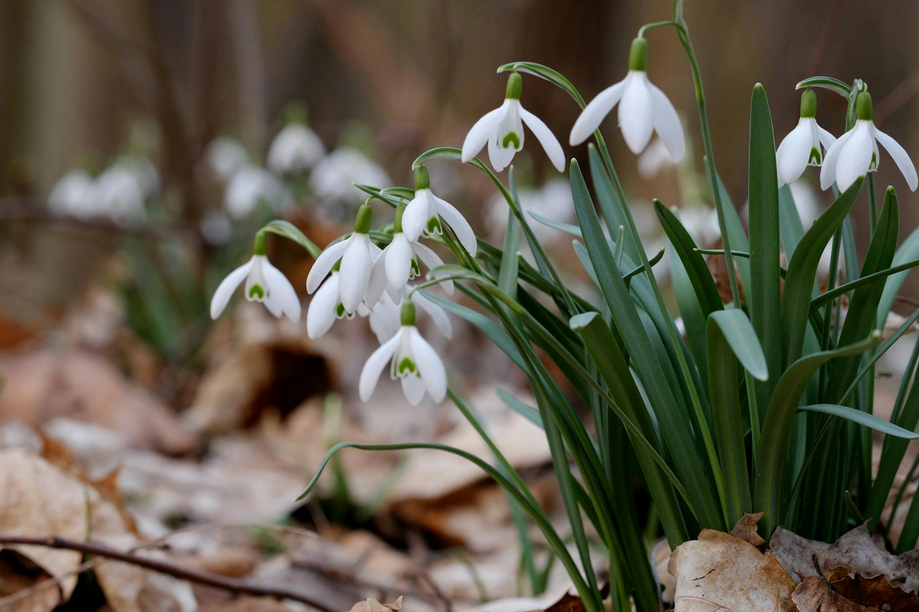 What Are the Early Warning Signs of Lumbar Disc Damage That Patients Dismiss?