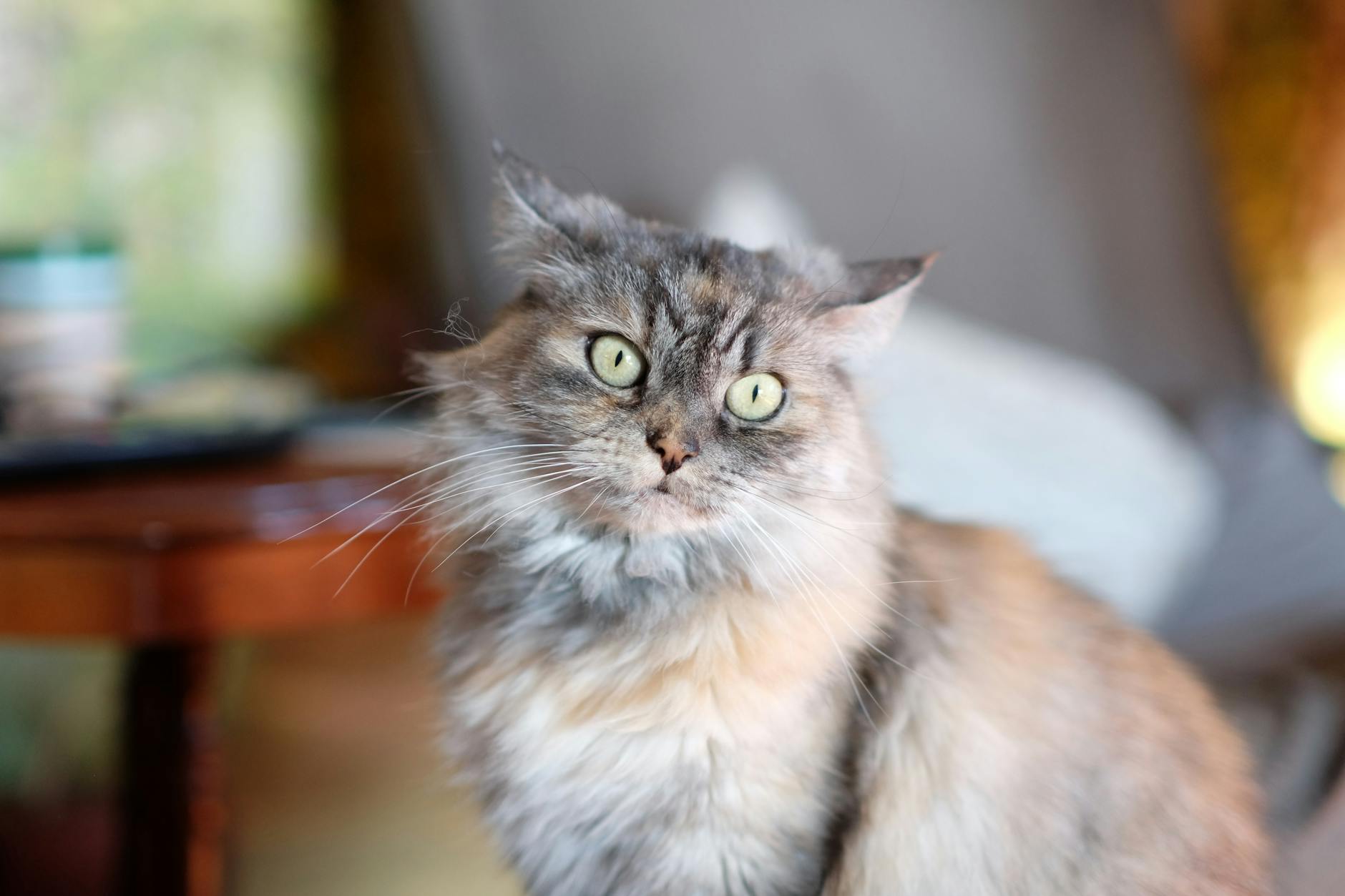 What Are the Main Government Programs That Help Pay for Dementia Care Without Insurance?