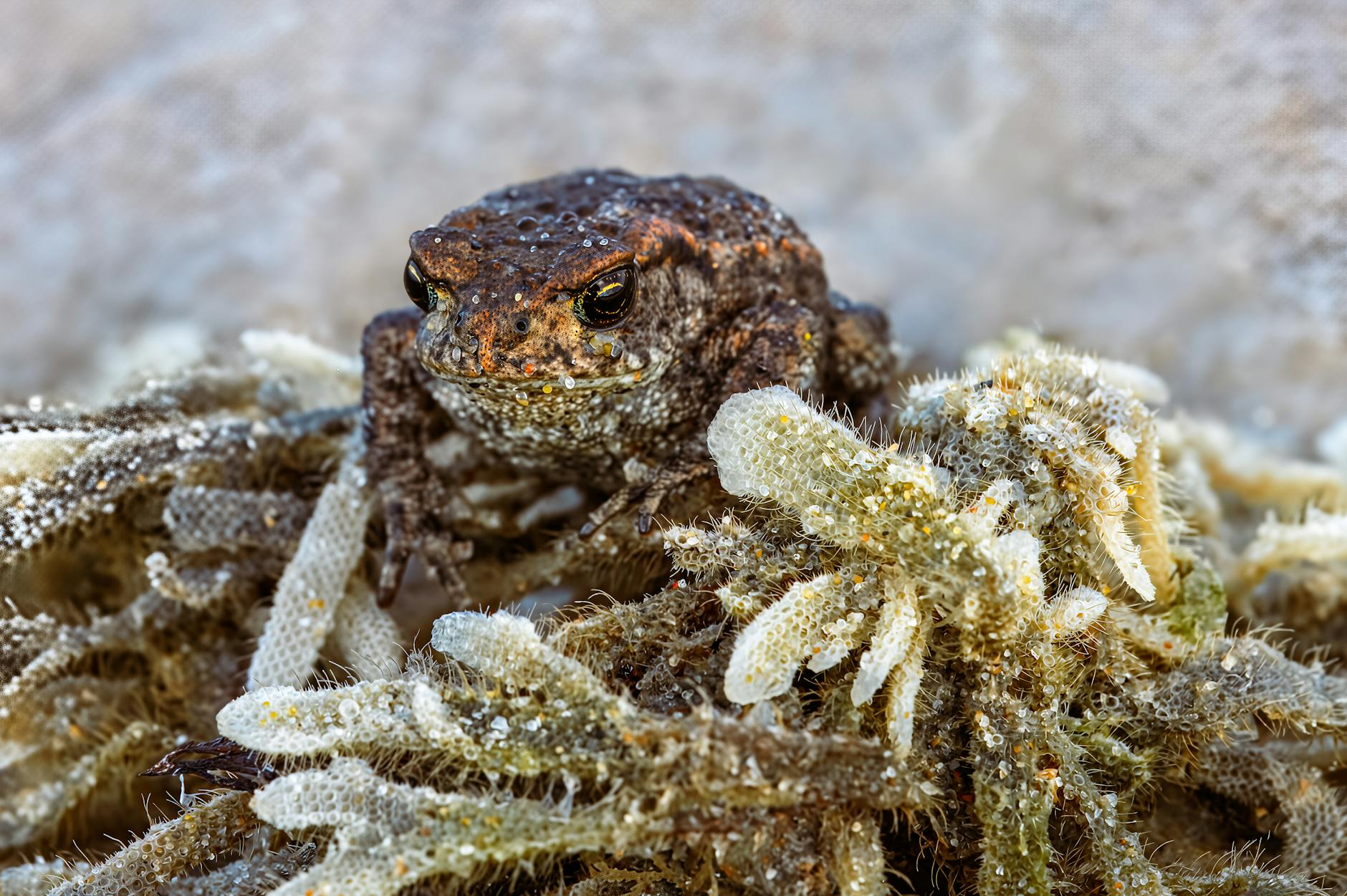 What Are the Most Common Causes of SI Joint Dysfunction That Spine Specialists Diagnose?