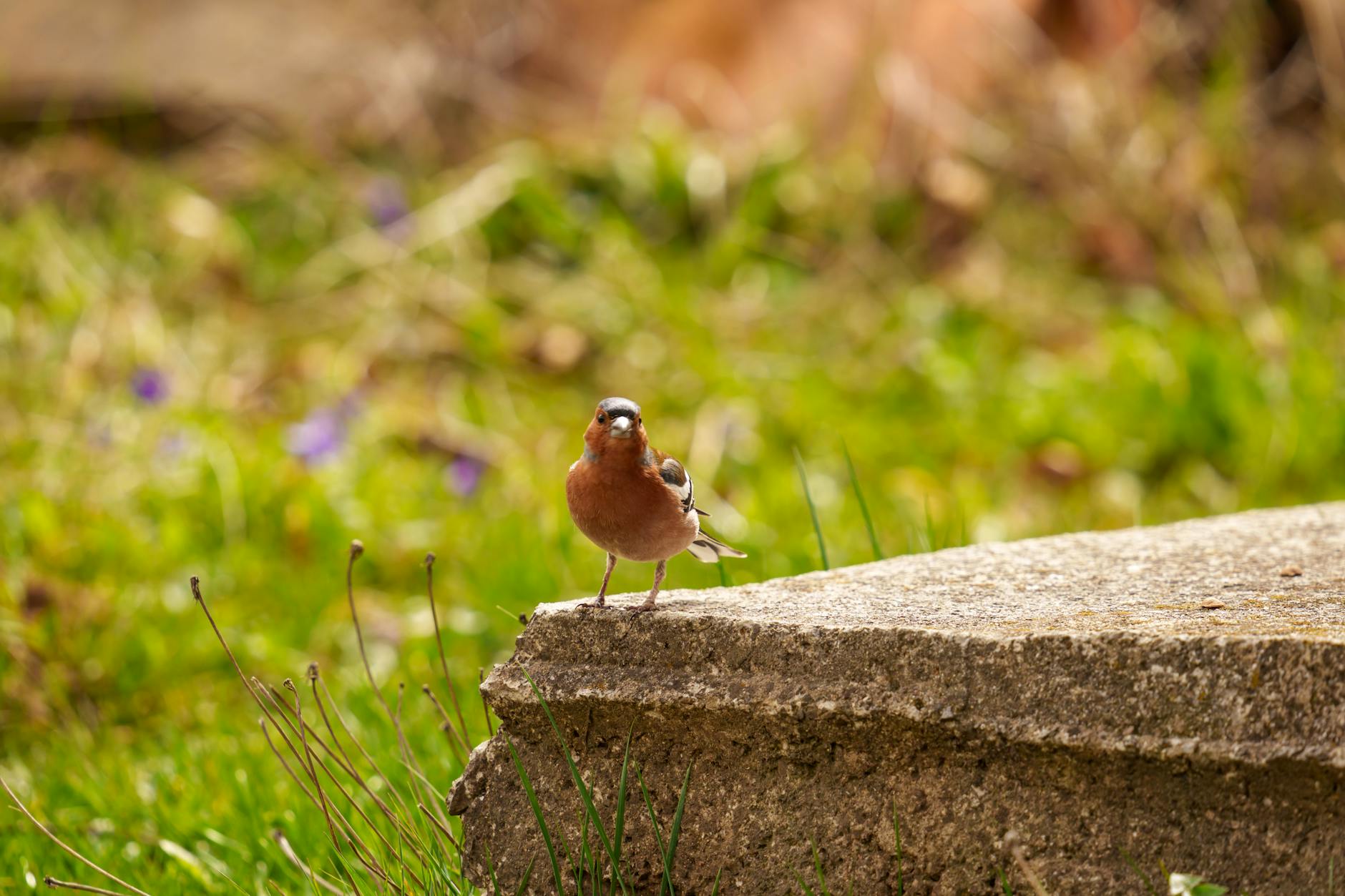 What Are the Most Common Nonsurgical Treatments for Disc Pain?