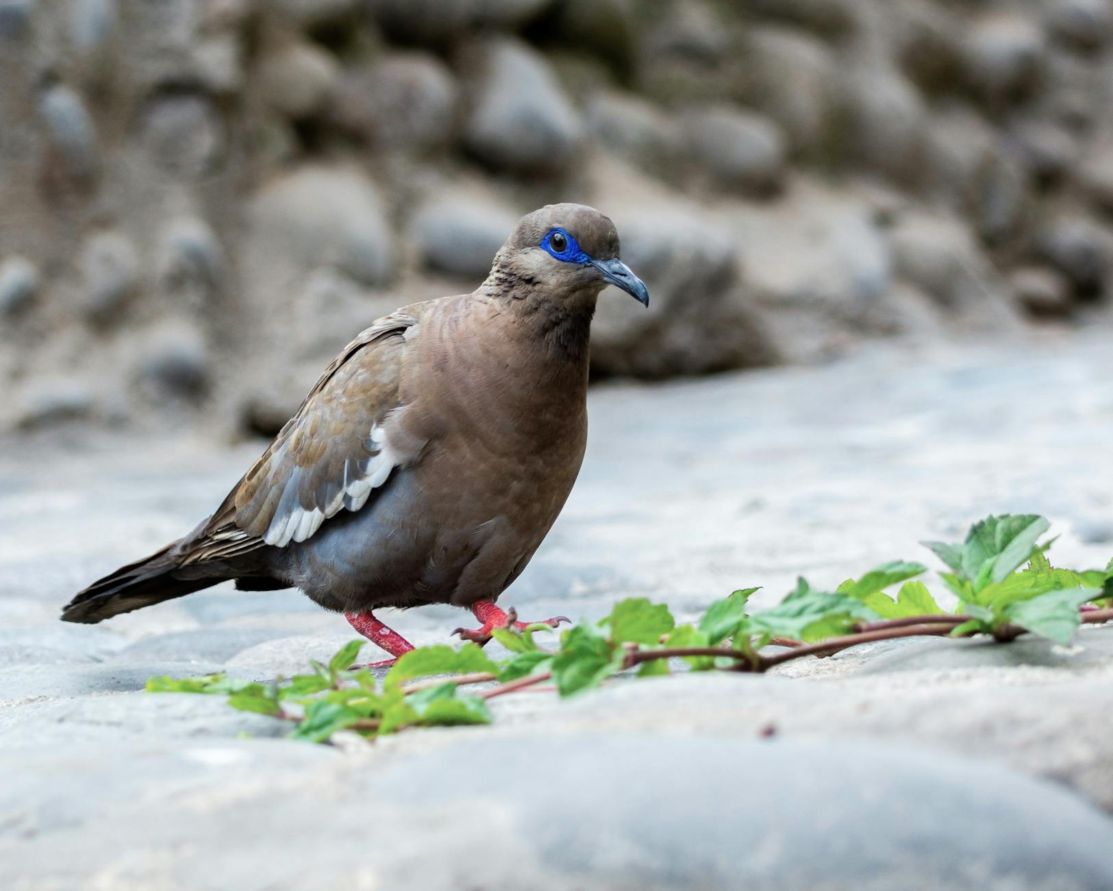 What Are the Most Common Specific Diagnoses Behind Chronic Lower Back Pain?