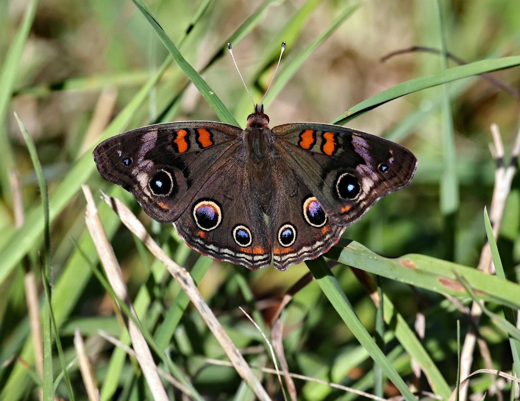 What Are the Most Common Structural Causes of Lower Back Pain?