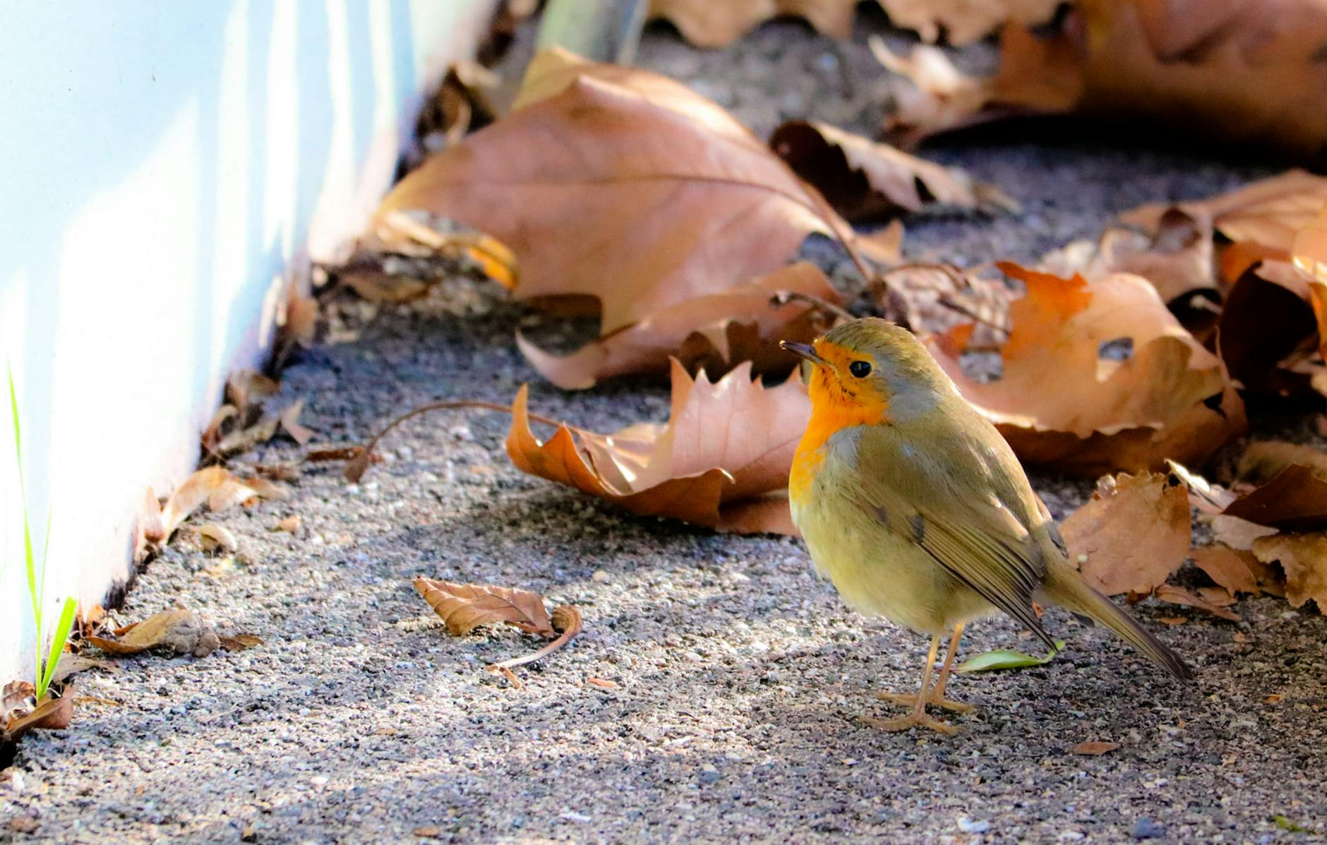 What Are the Most Commonly Ignored Symptoms of Sciatica From a Herniated Disc?