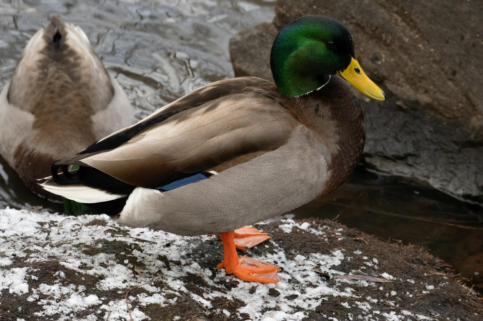 What Are the New Drugs for Prurigo Nodularis and How Do They Relieve Debilitating Itch?