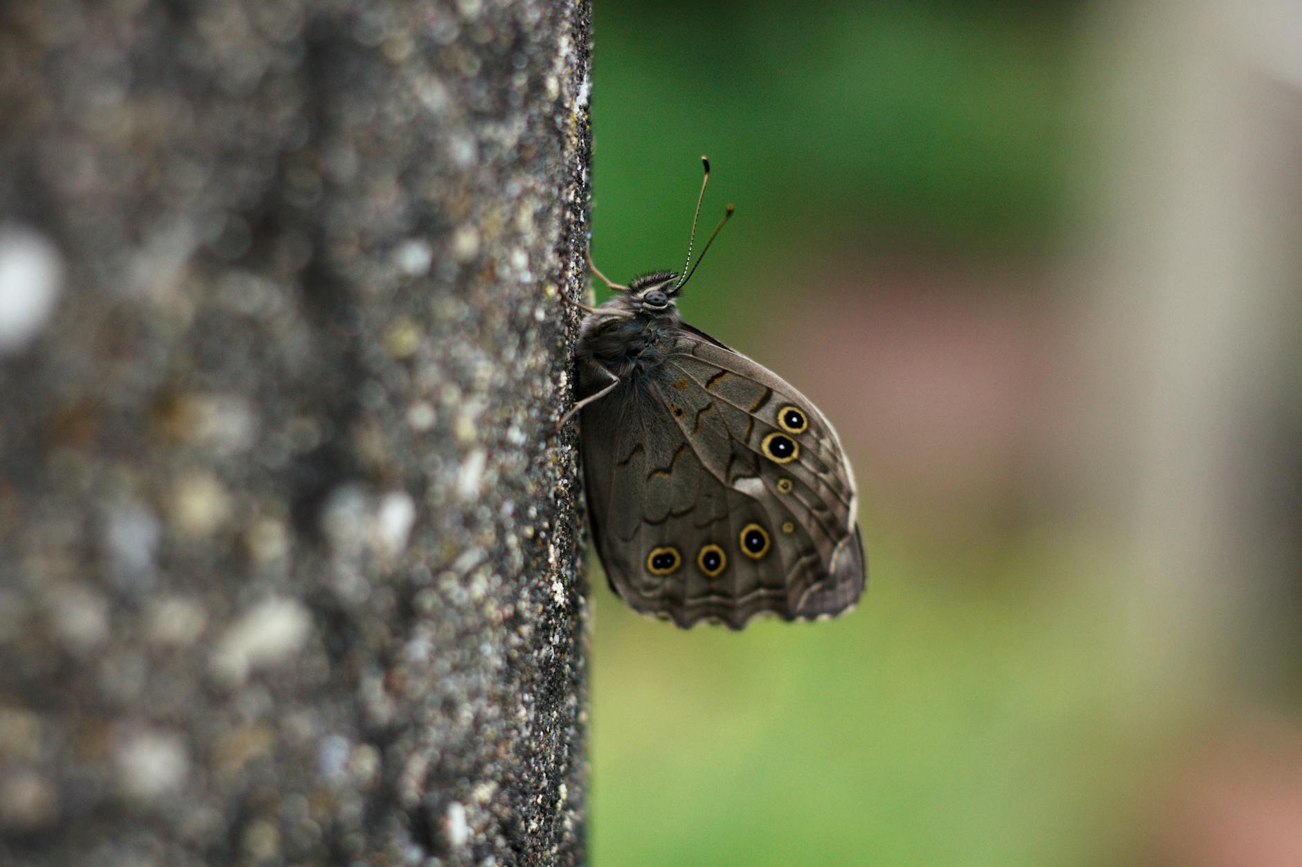 What Are Typical Funeral Costs When Dementia Caregiving Ends?