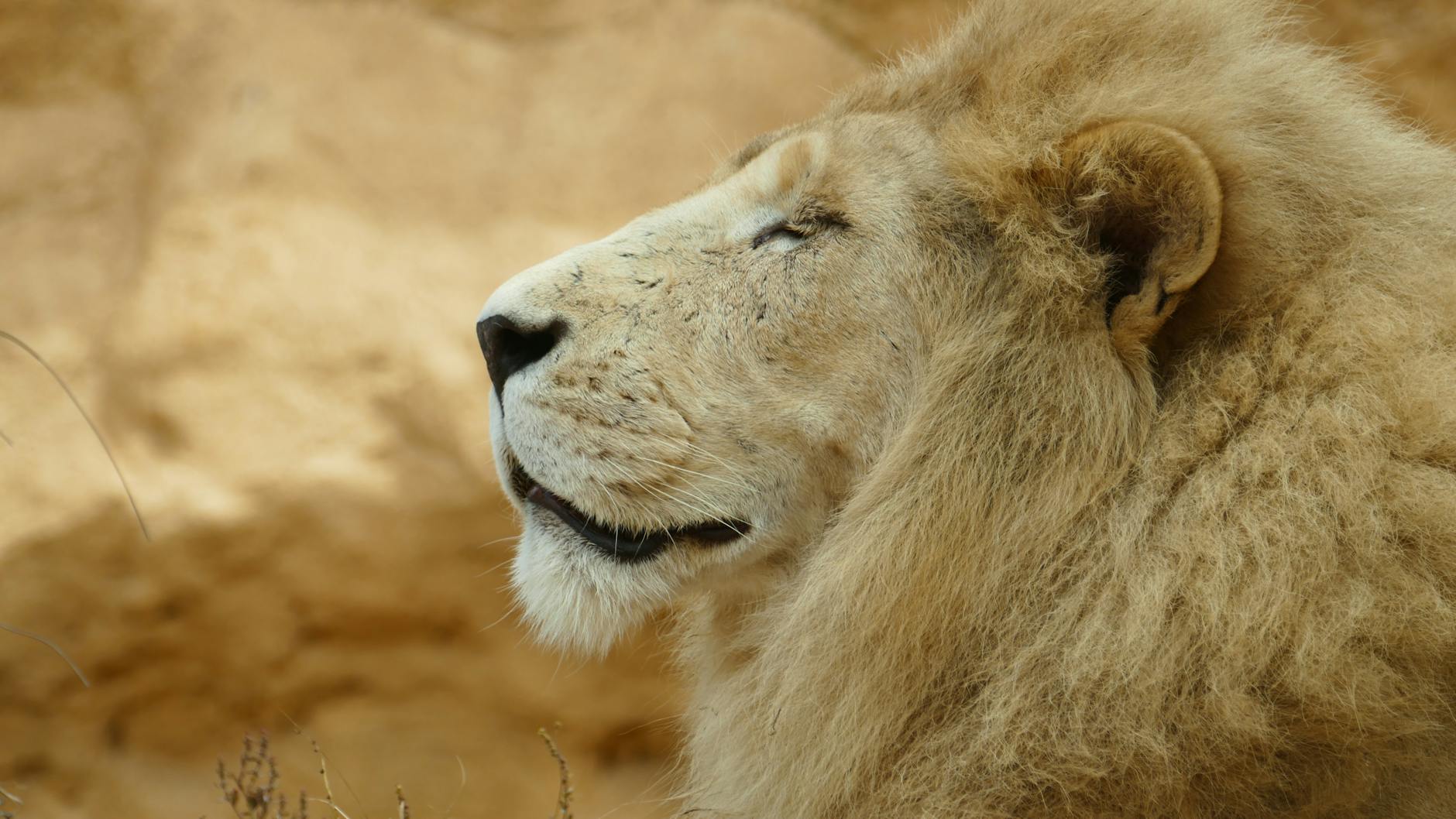 What Does Lion's Mane Mushroom Actually Do in the Brain?