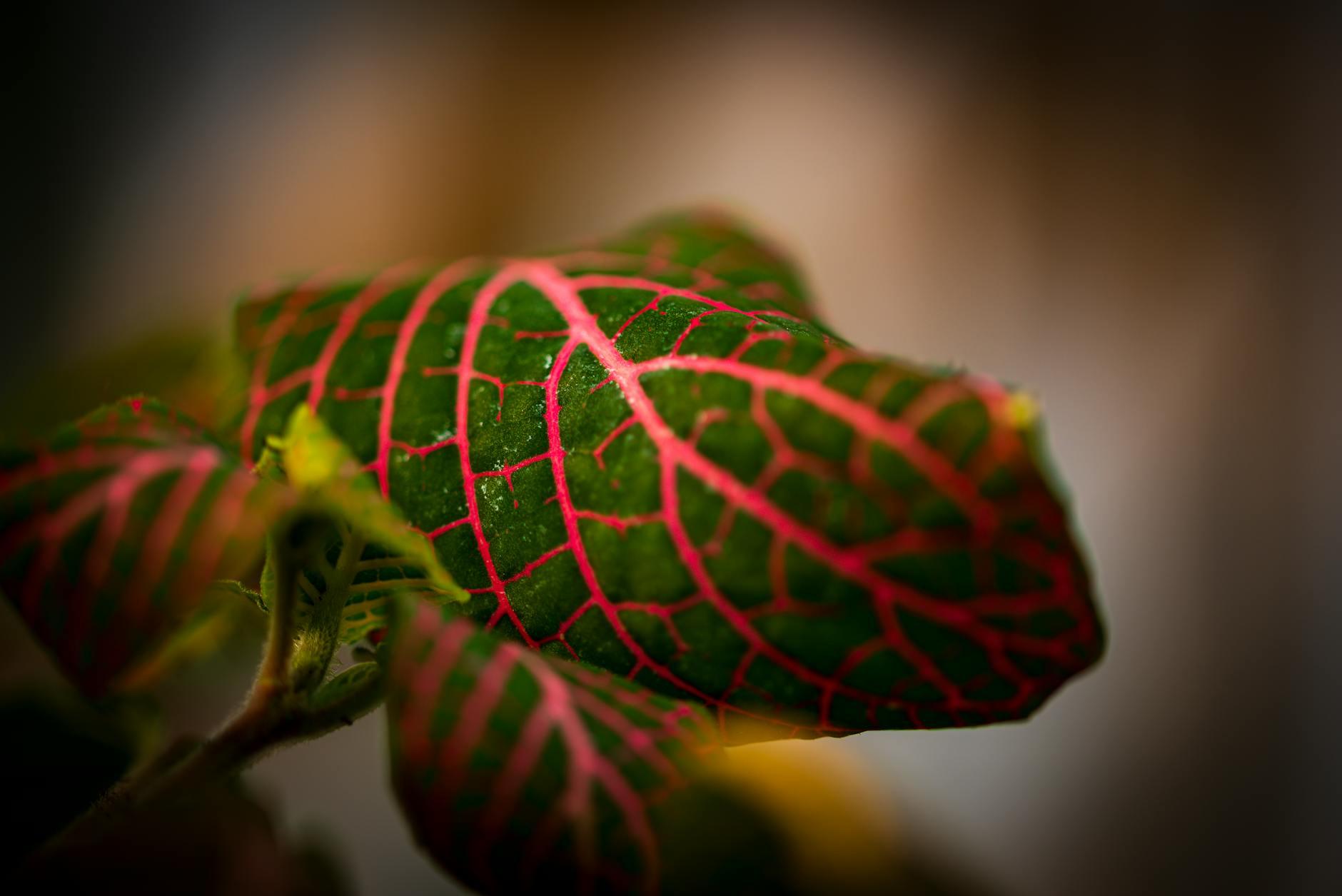 What Does Radiating Nerve Pain Tell You About Disc-Related Problems?