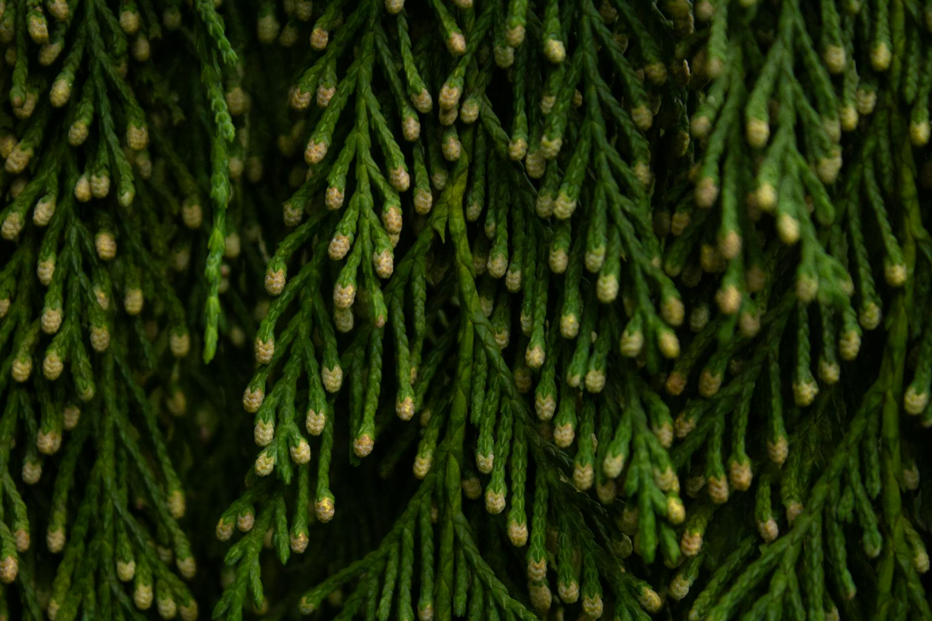 What Exactly Are the Heartburn Pills Linked to Dementia — and How Strong Is the Evidence?