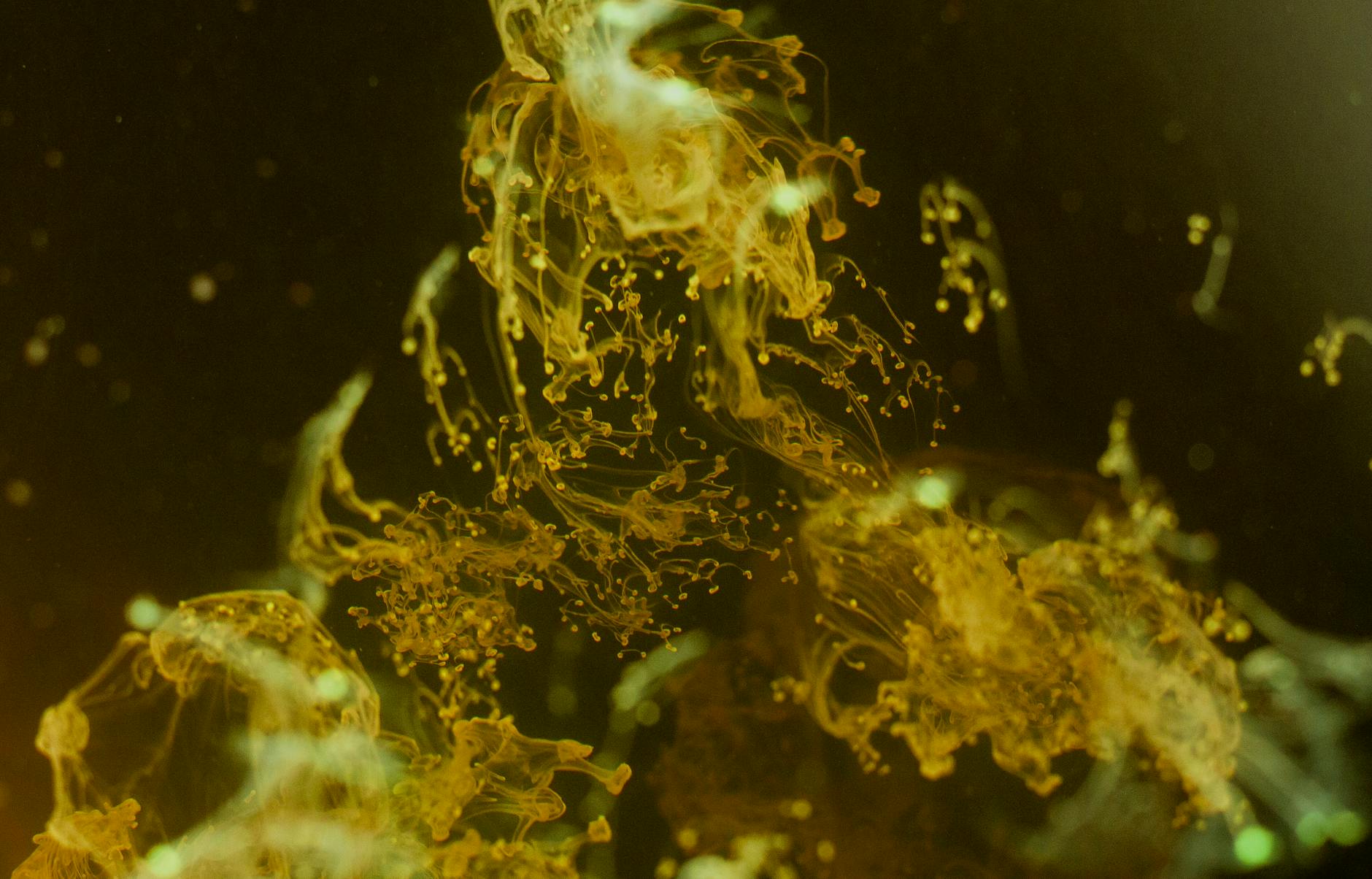What Fluid Biomarkers Reveal About Dementia Subtypes