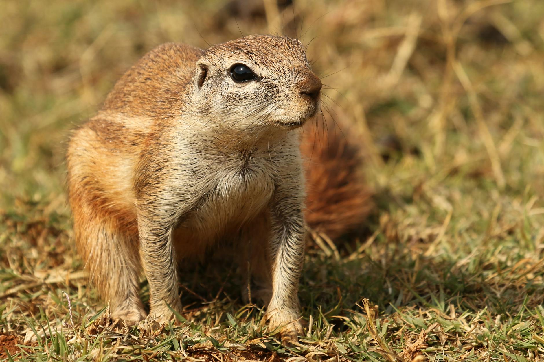 What Is the MC1R Gene, and How Does It Change Drug Response in Redheads?