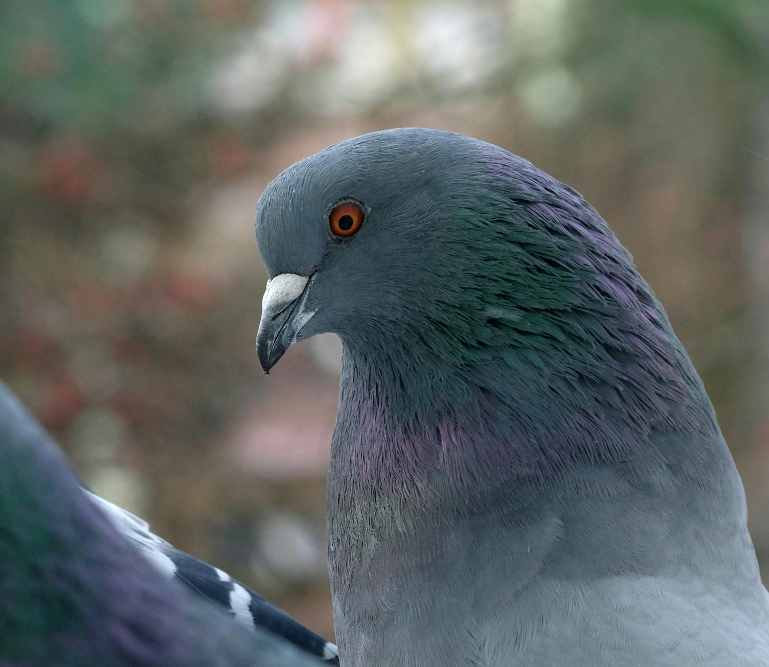 What Makes Bird Dog More Effective Than Traditional Core Exercises?