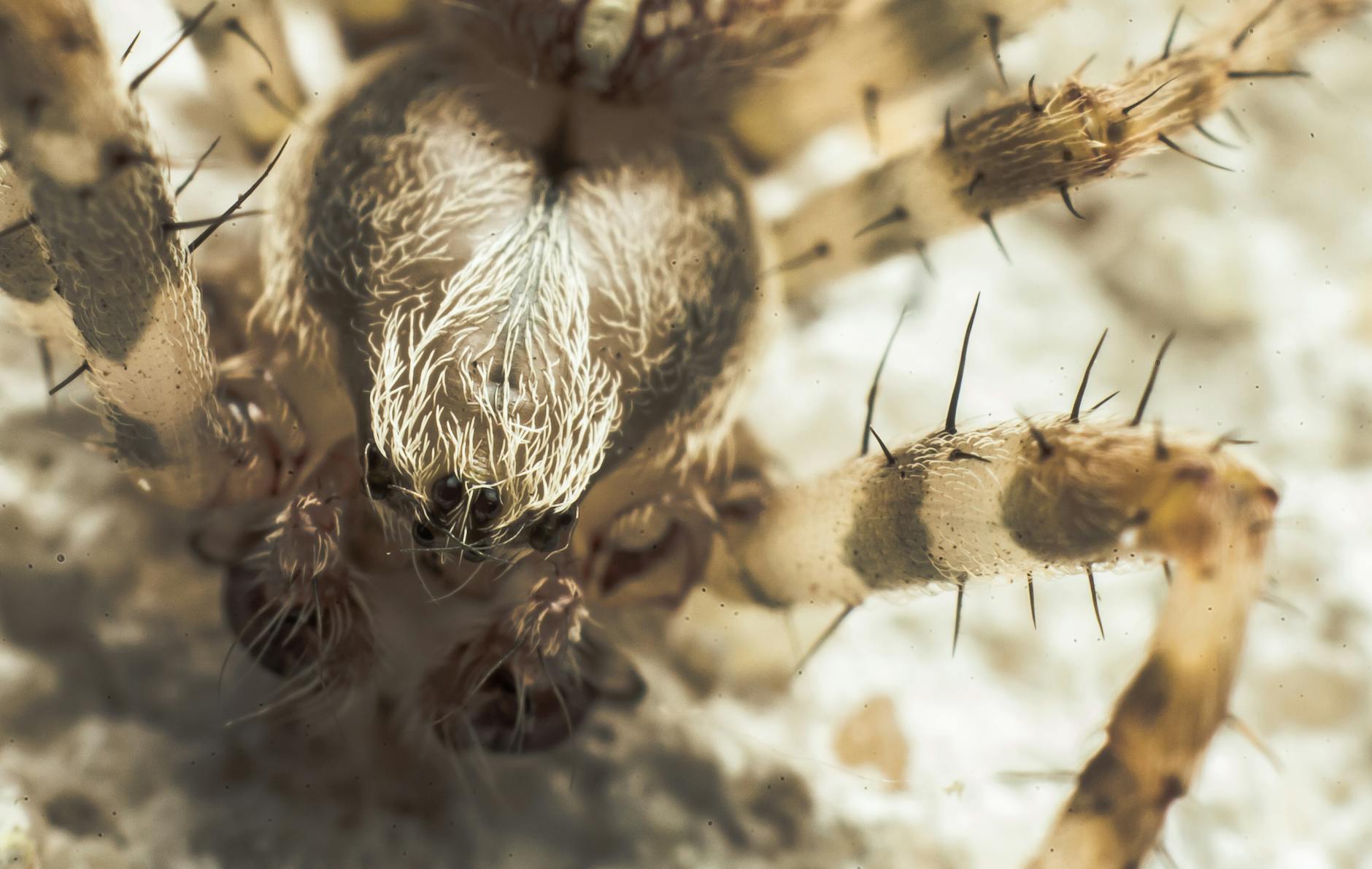 What Makes These Ultra-Sensitive Neurodegenerative Assays Different?