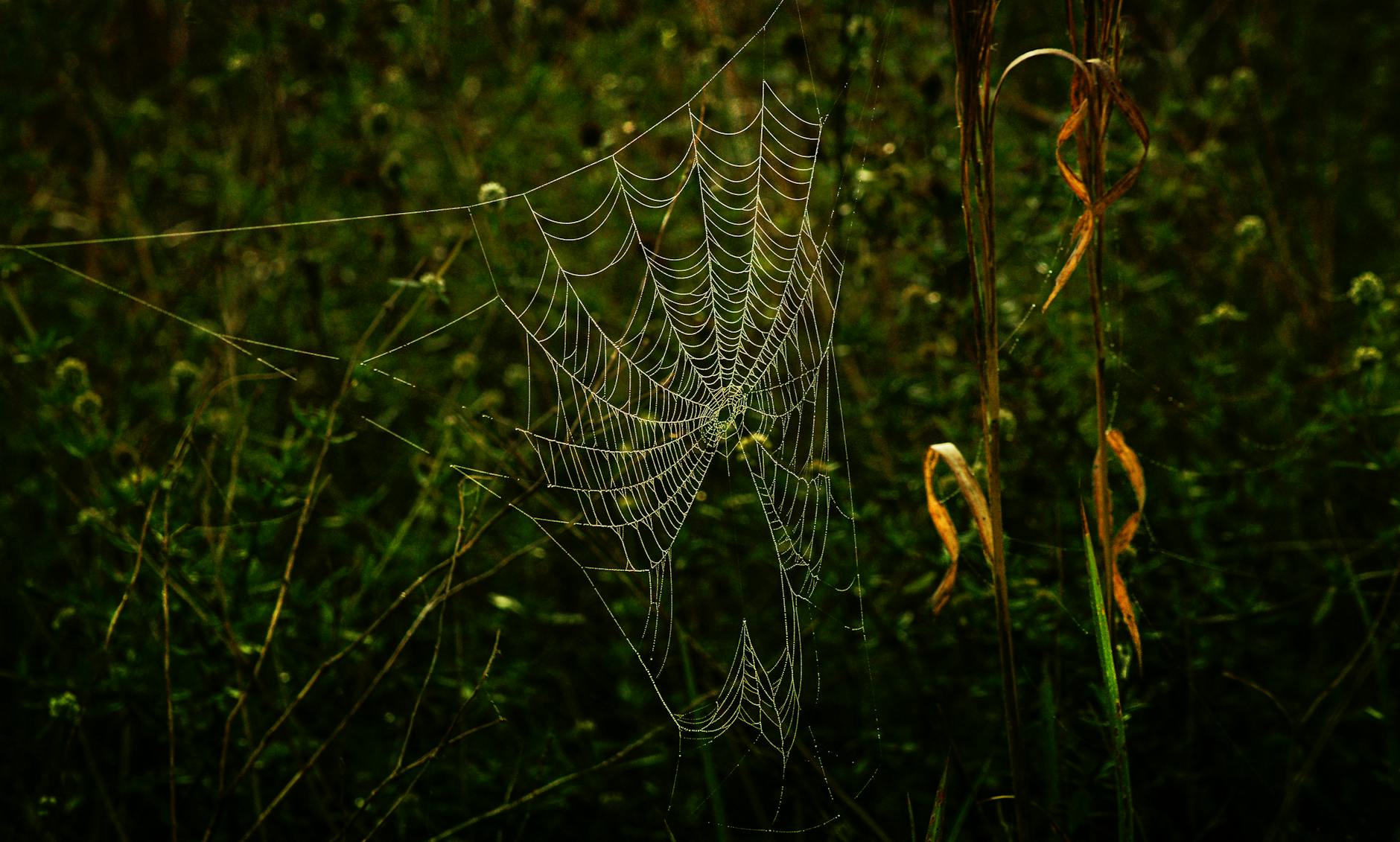 What Sundowning Actually Looks Like in Daily Life