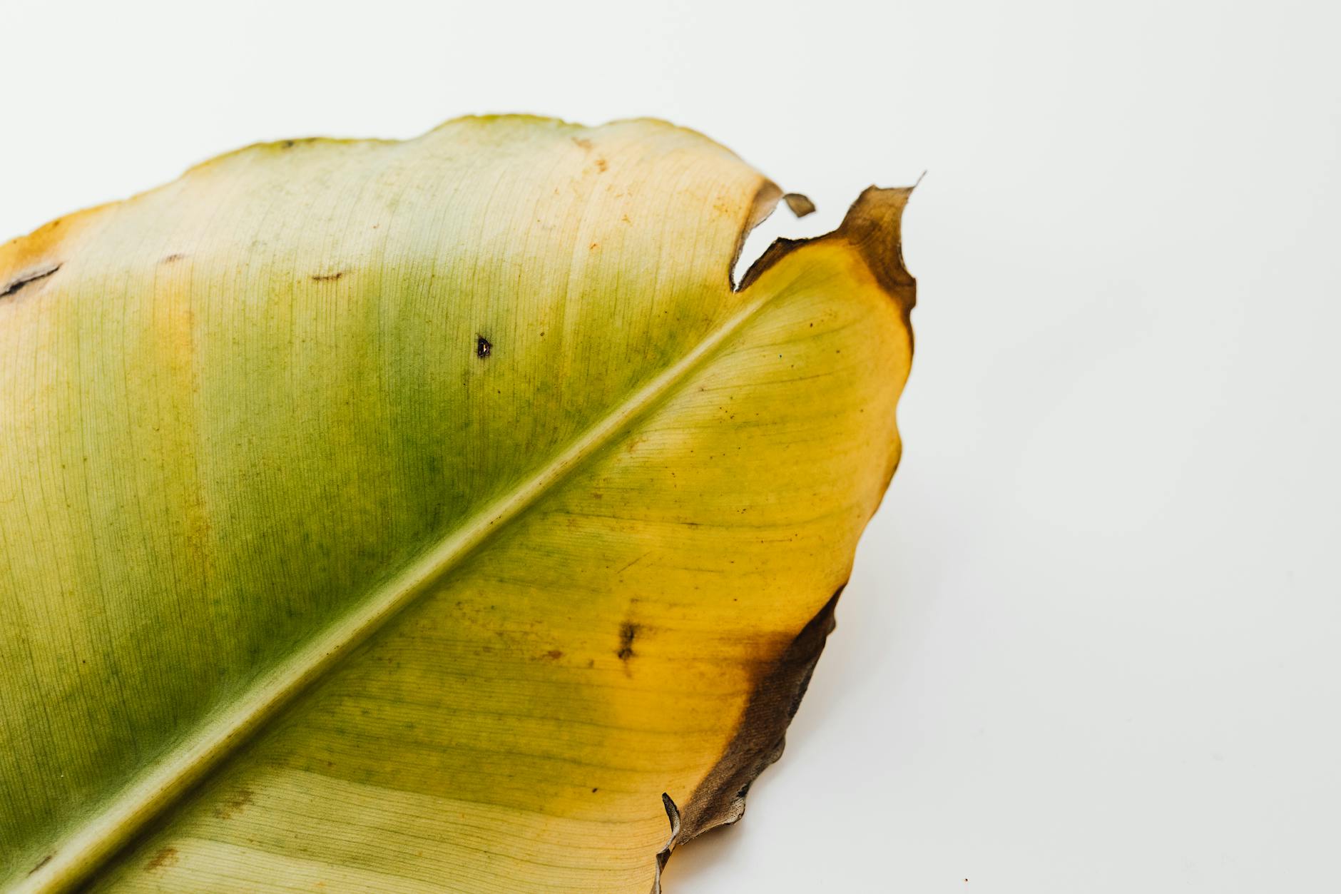 Which Nutrient Deficiencies Most Increase Alzheimer's Risk?