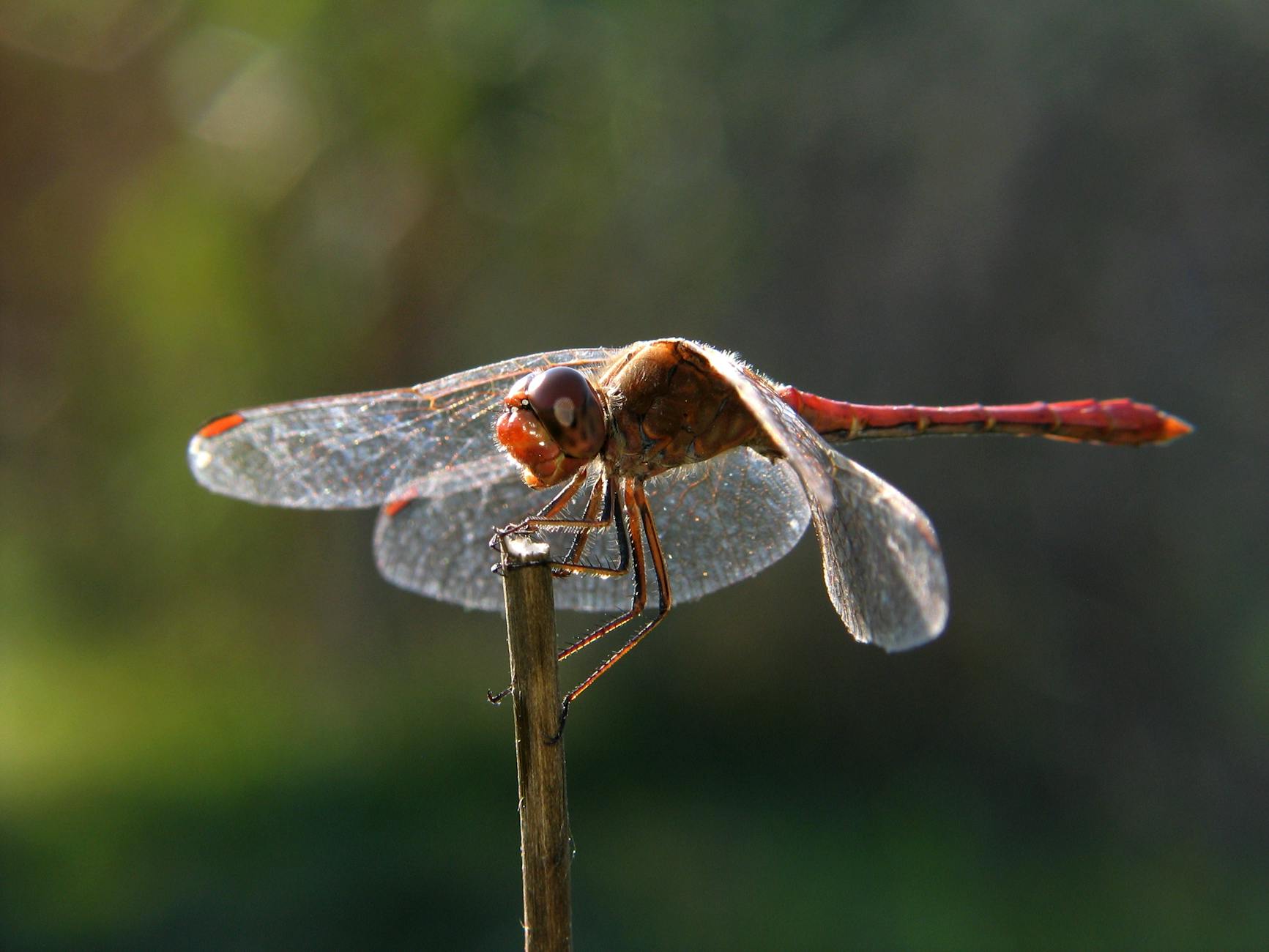 Why Are ADHD Drugs Like Adderall Being Bought and Sold Illegally on College Campuses?