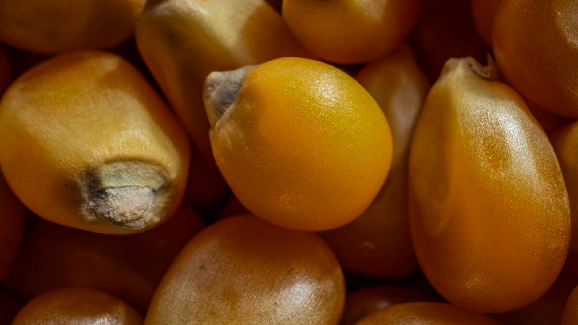 Why Are Glucocorticoids the Most Banned Anti-Inflammatory Drug in Competitive Sports?