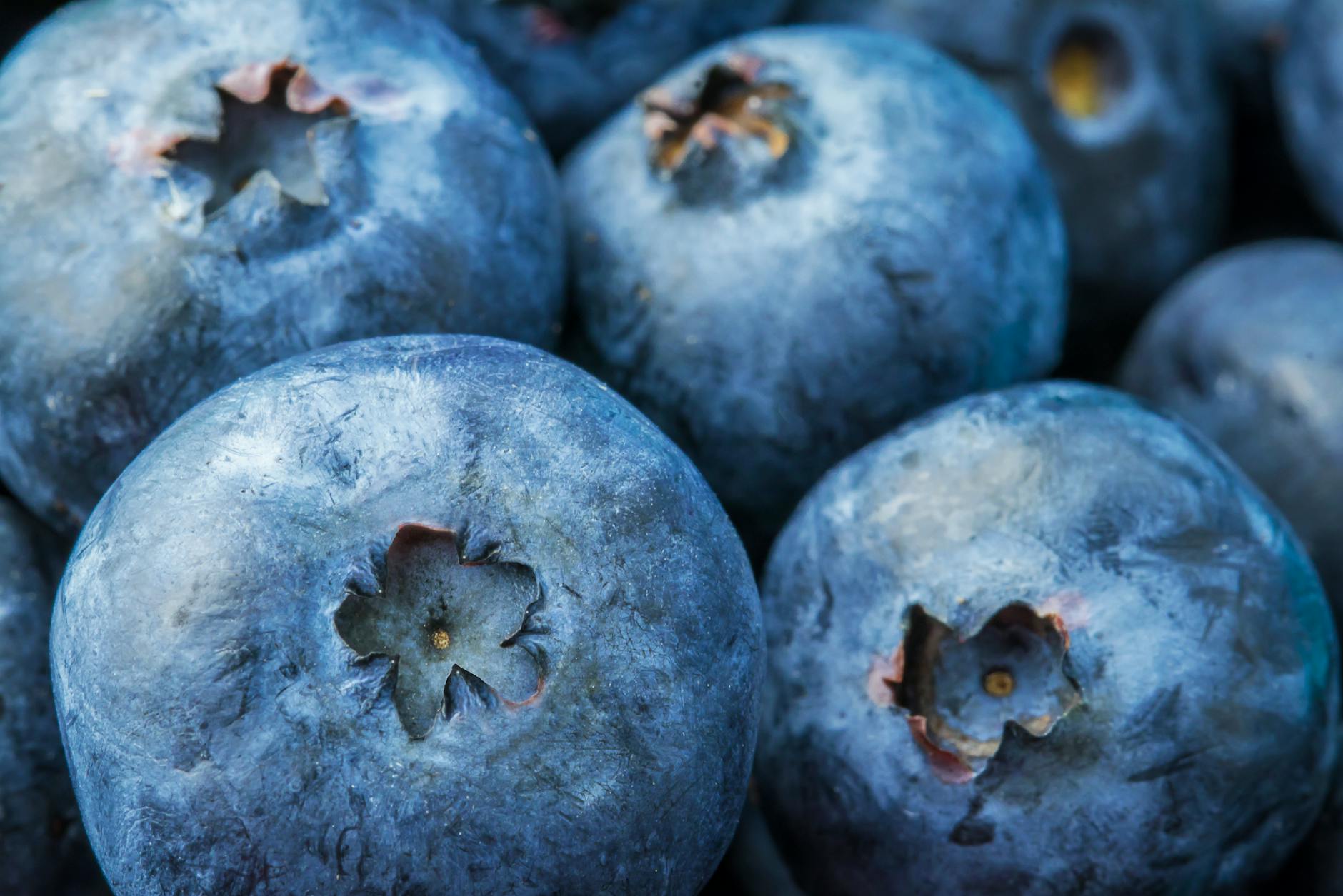 Why Did A Blueberry Farmer Borrow Nearly $620,000 in Federal Relief Funds?