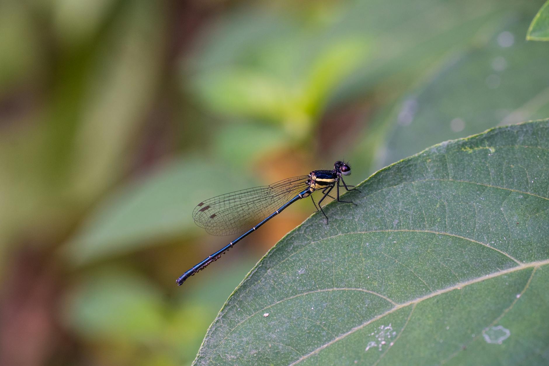 Why Do Proton Pump Inhibitors Deplete Magnesium So Severely?