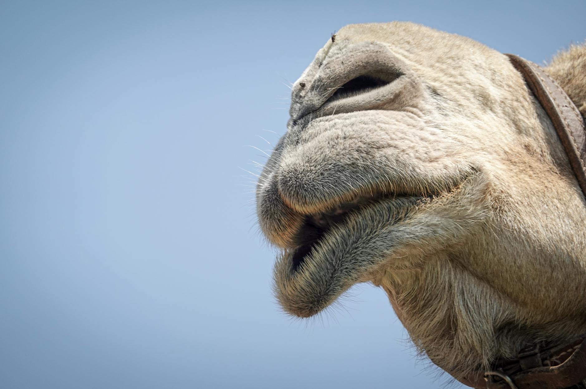 Why Does a Dry Mouth Drug Like Pilocarpine Cost So Much Without a Reliable Generic?