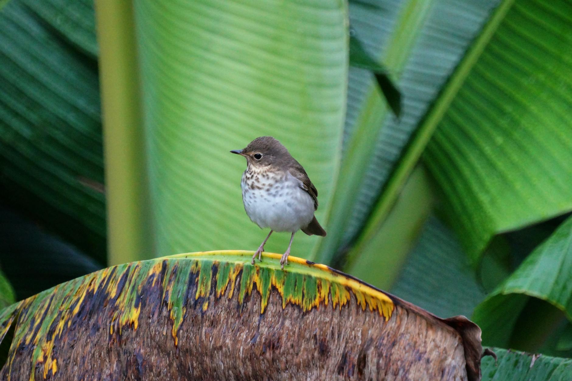 Why Does Oral Thrush Medication Fail to Prevent Recurrence?