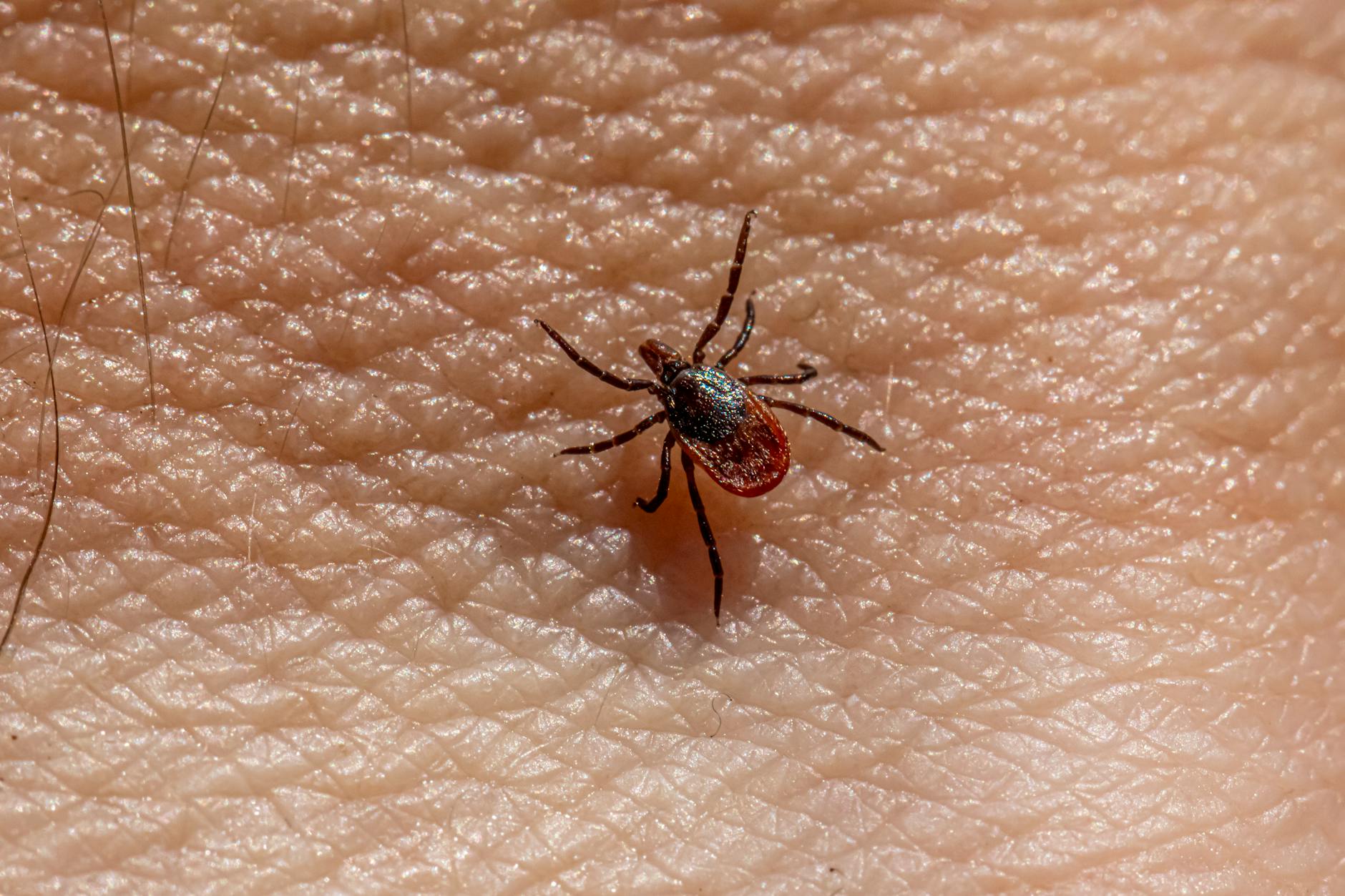 Why Does Standard Lyme Disease Treatment Fail for So Many Patients?