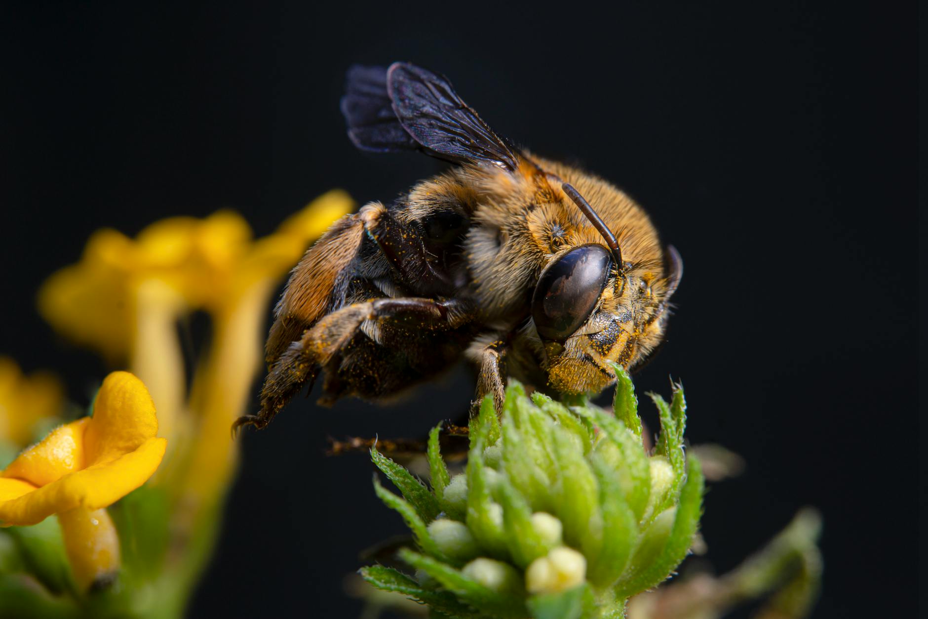 Why Has Finding an Effective Eating Disorder Medication Been So Difficult?