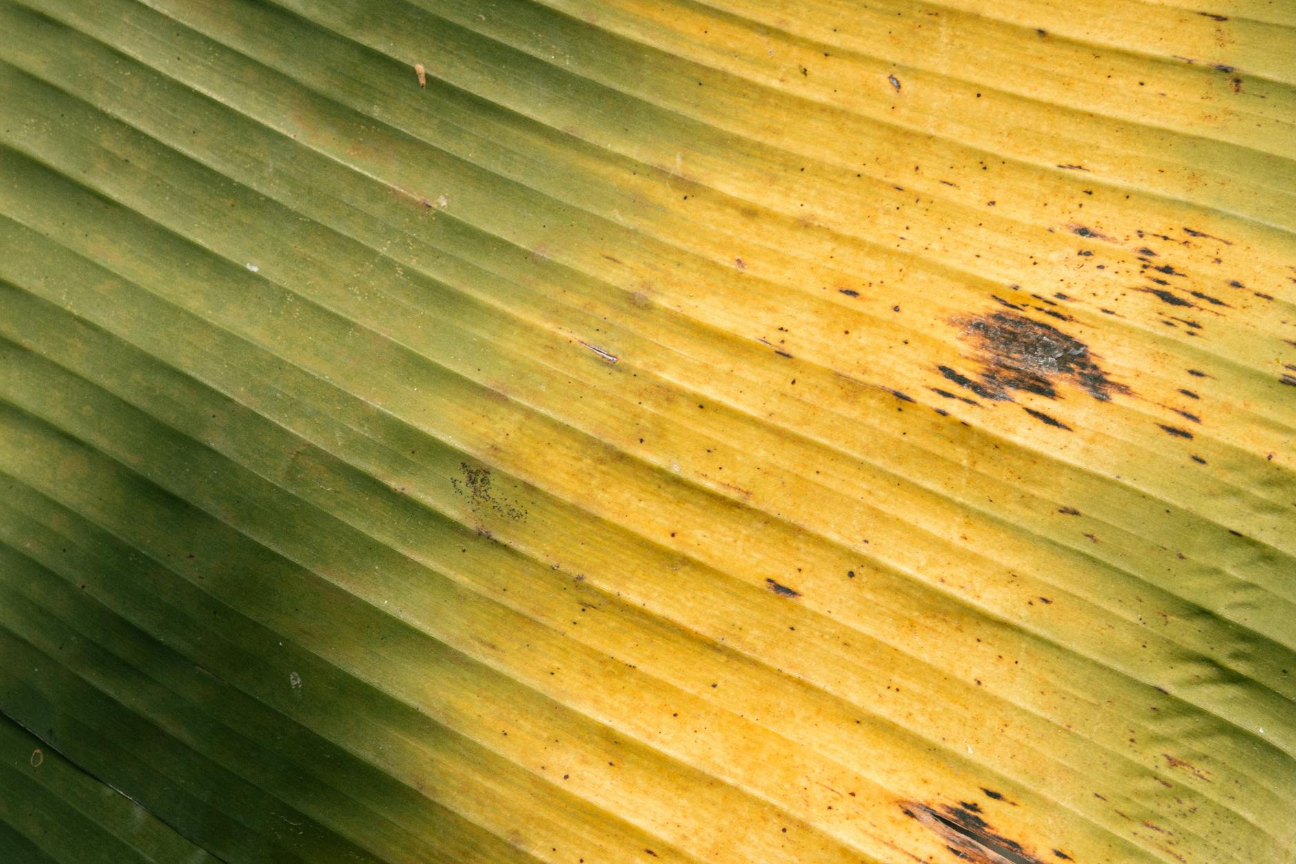 Why Is an Old Diuretic Making a Comeback in Heart Failure Treatment?