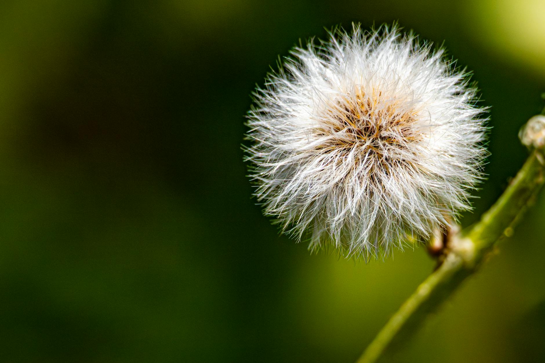 Why Is Fidaxomicin More Effective Than Vancomycin for C. Diff Recurrence?