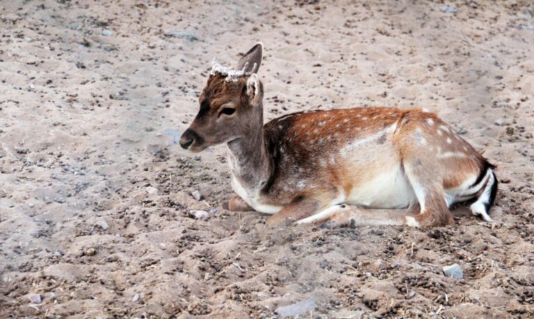 Why Is There No U.S. Ground Invasion of Iran Despite Calls From Some Members of Congress - Featured image