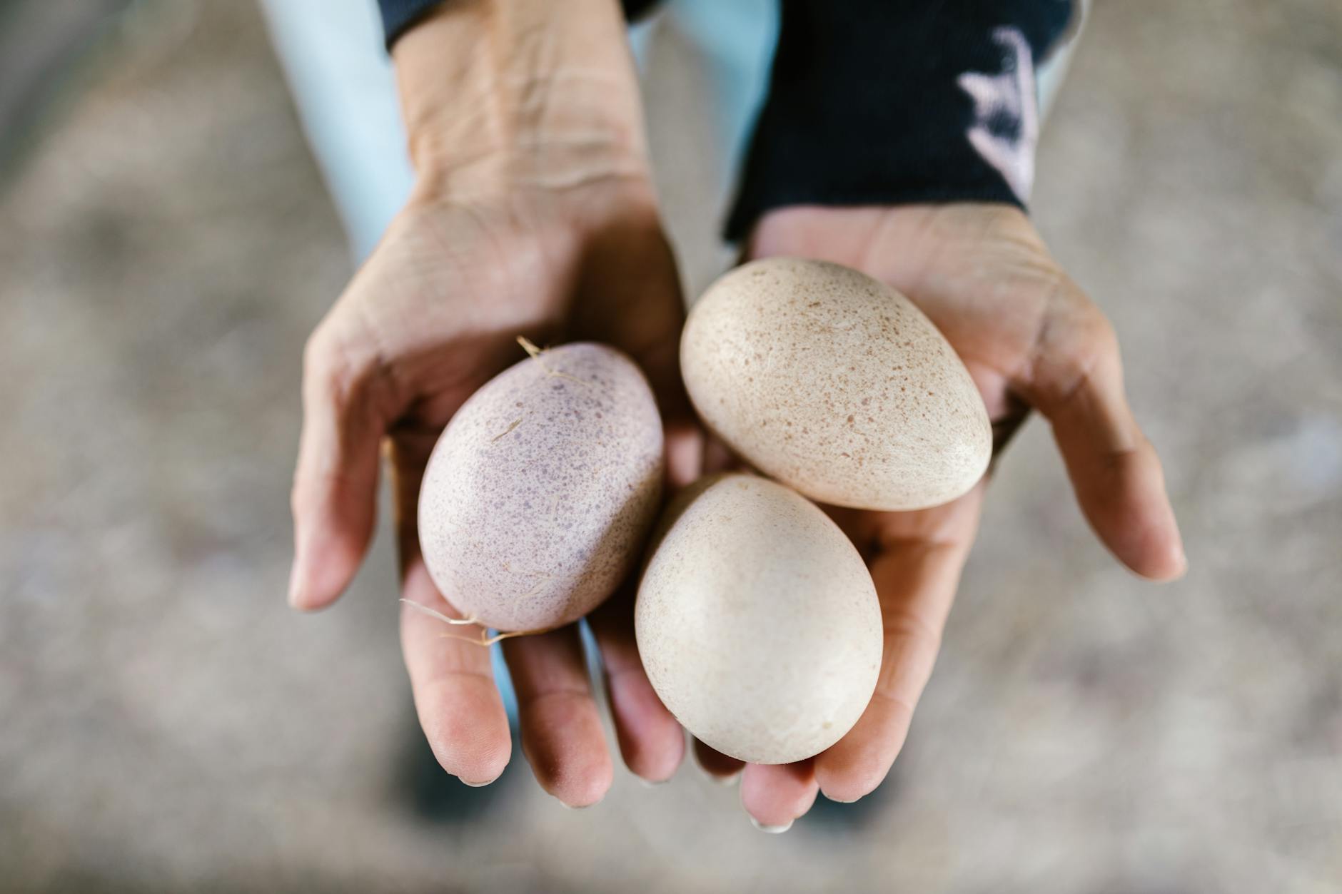 Can Pastured Eggs Deliver What Expensive Brain Supplements Promise?