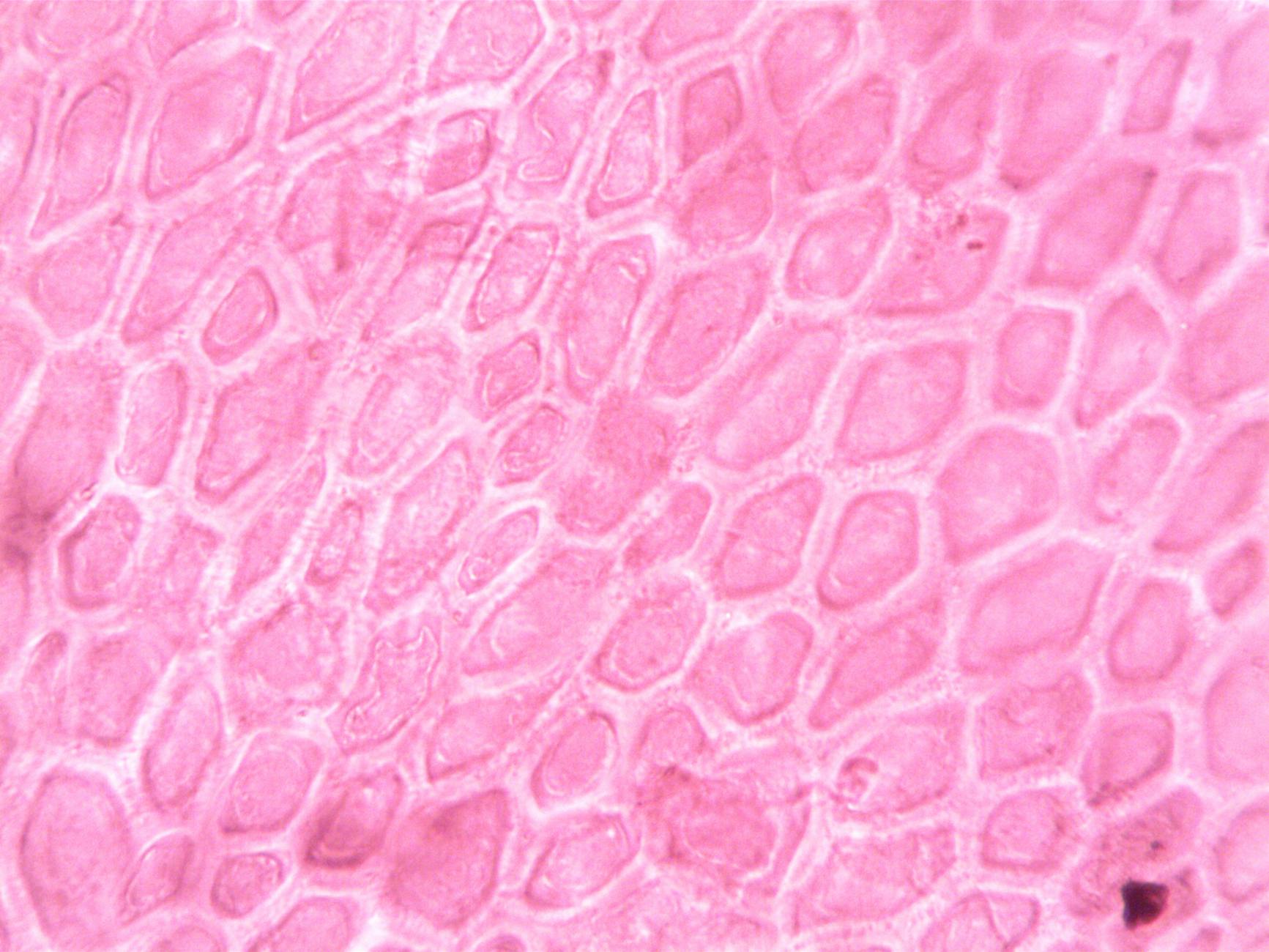 Cellular Changes and Brain Cell Communication