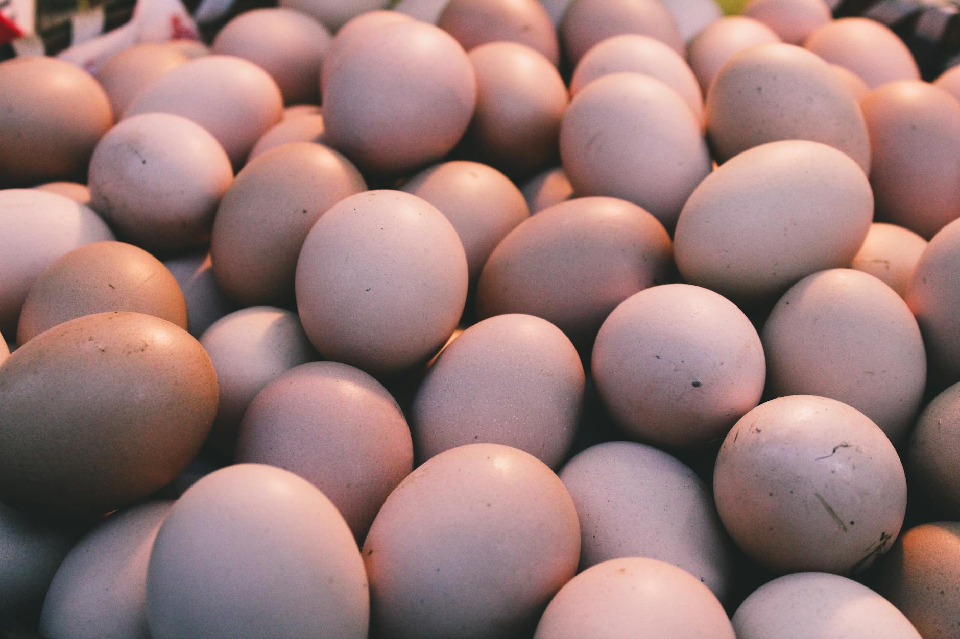 Do Daily Eggs Really Protect Brain Health in Older Adults?