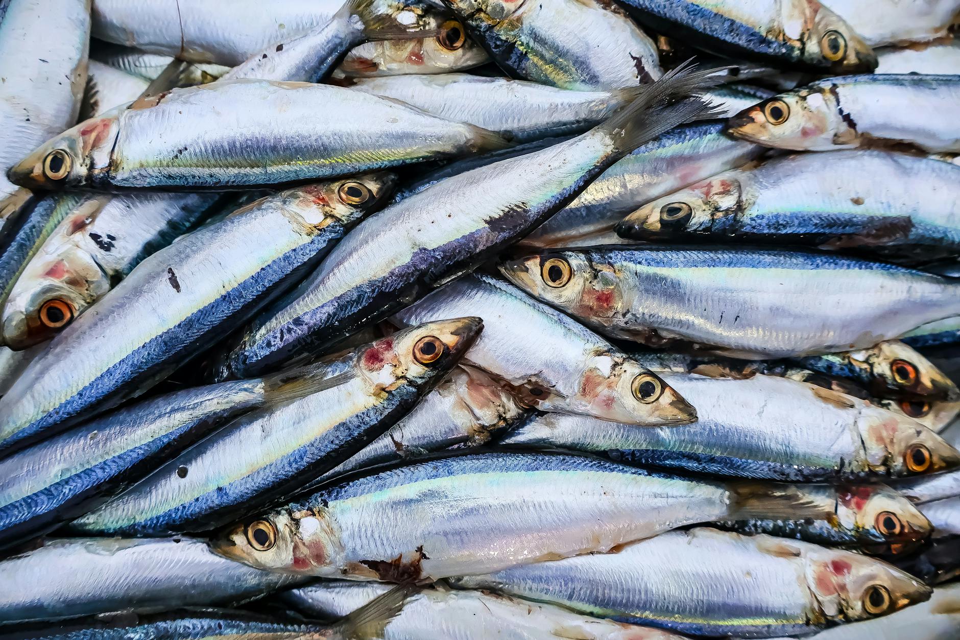 Do Sardines Really Help Prevent Memory Loss According to Neurologists?