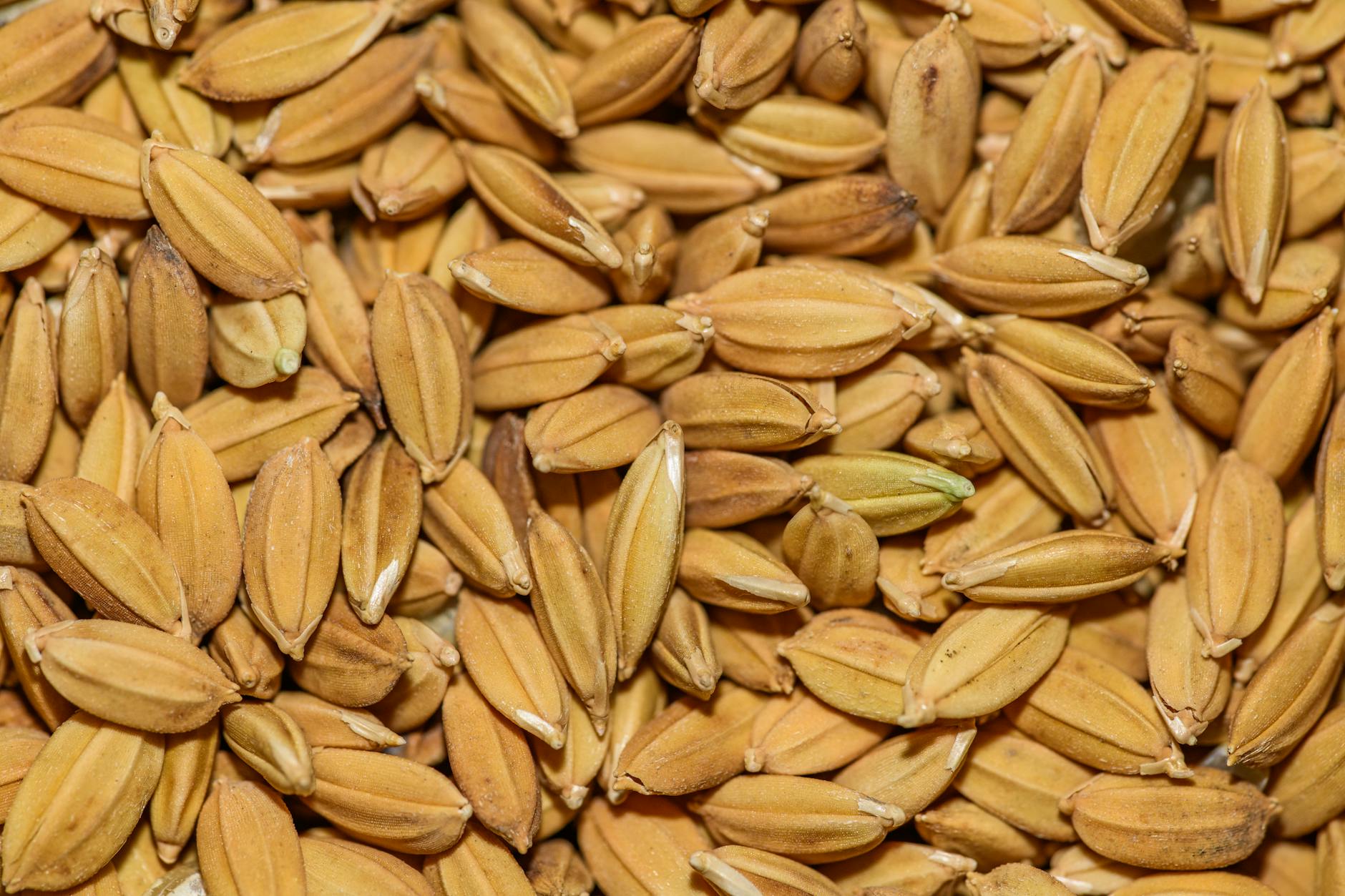 brown rice Consumption After Age 50 Tied to Faster Brain ...