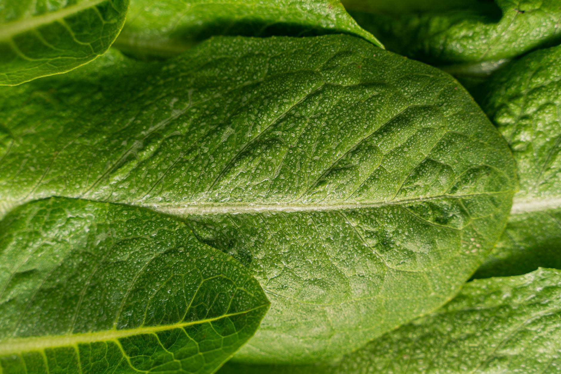 Does Plant-Based Diet Quality Matter for Brain Aging After 40?