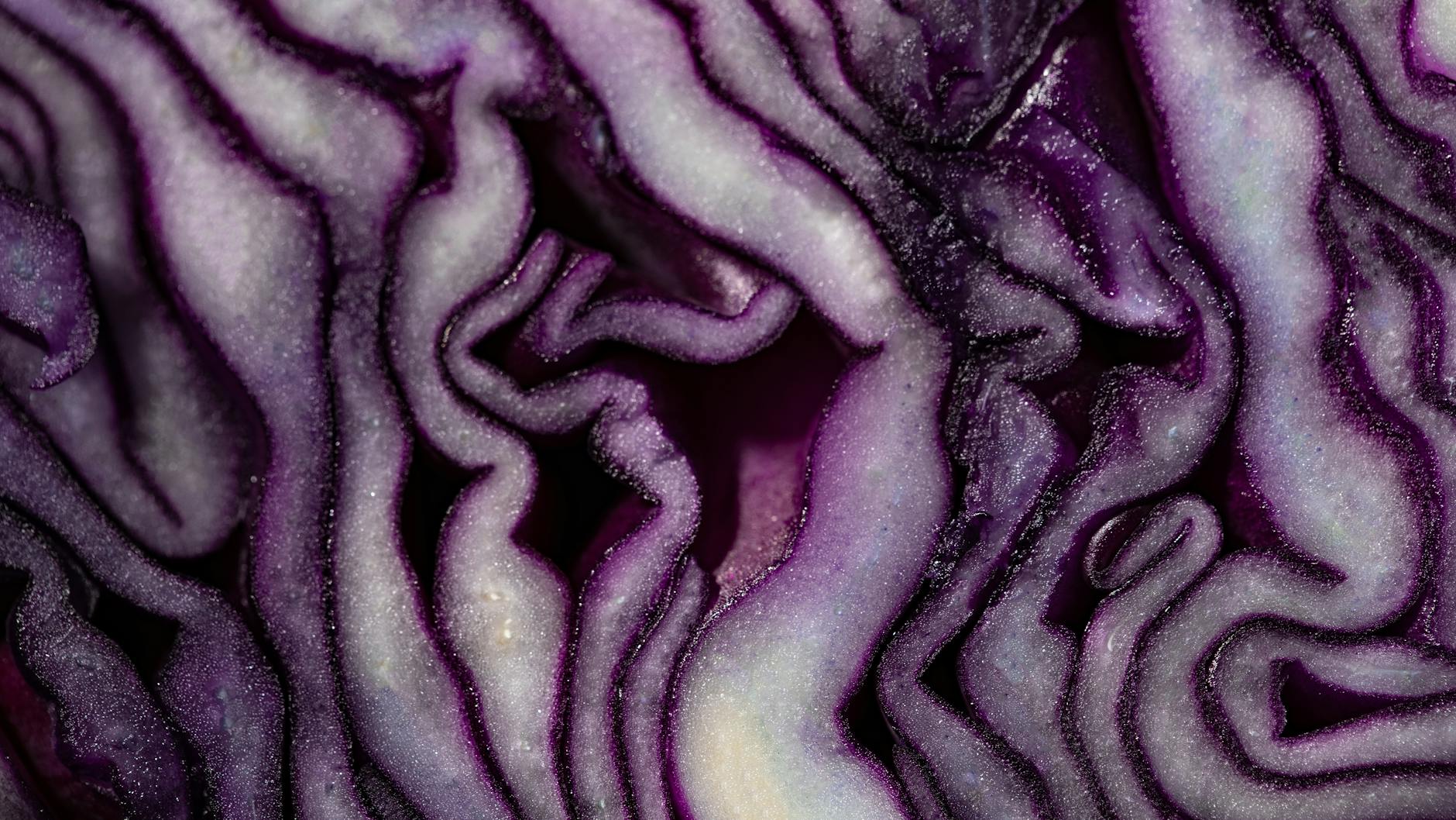 Does Sauerkraut Really Reduce Dementia Biomarkers?