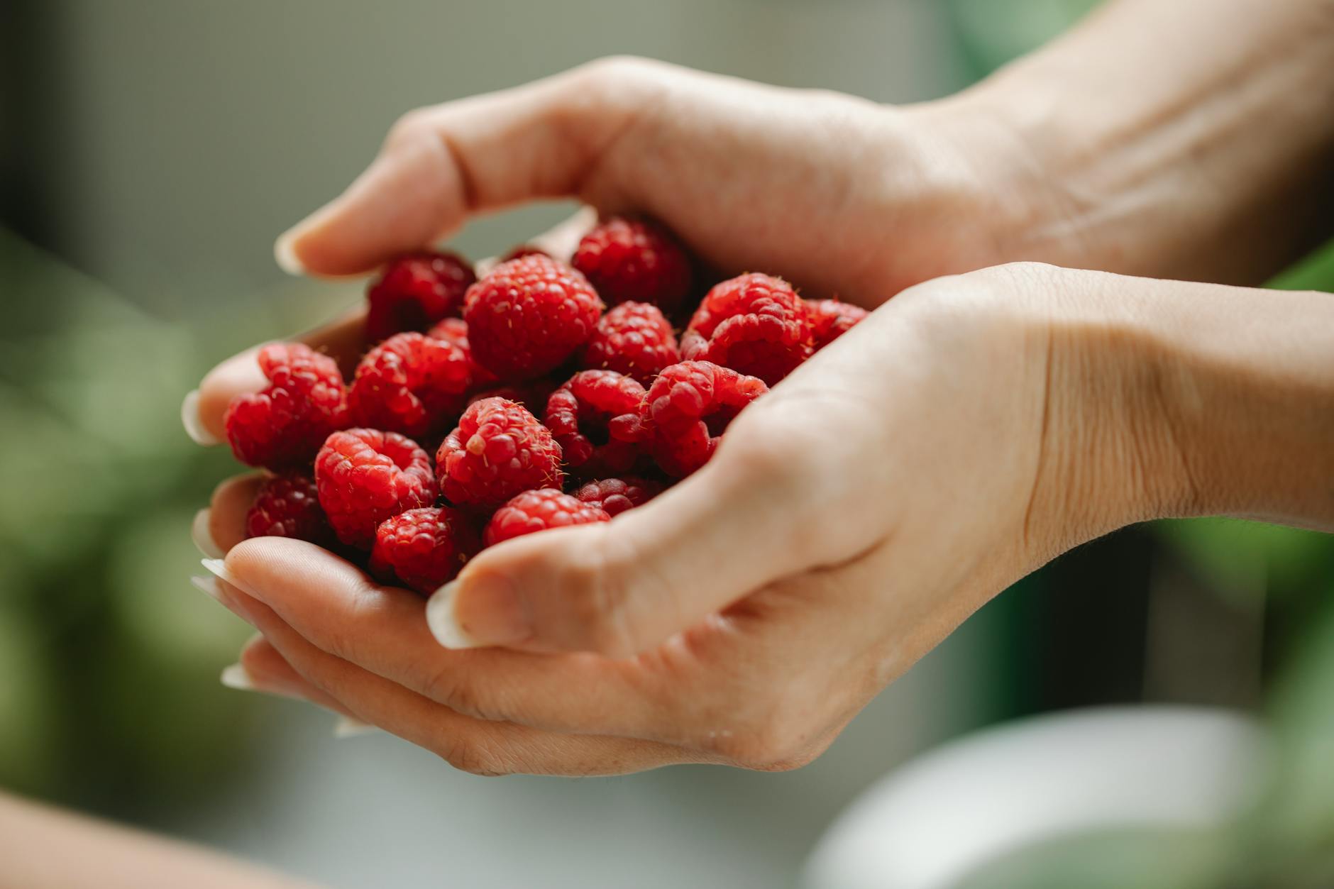 People Raspberry Allergy Harvard Study Shows raspberries Reduces Dementia Biomarke...